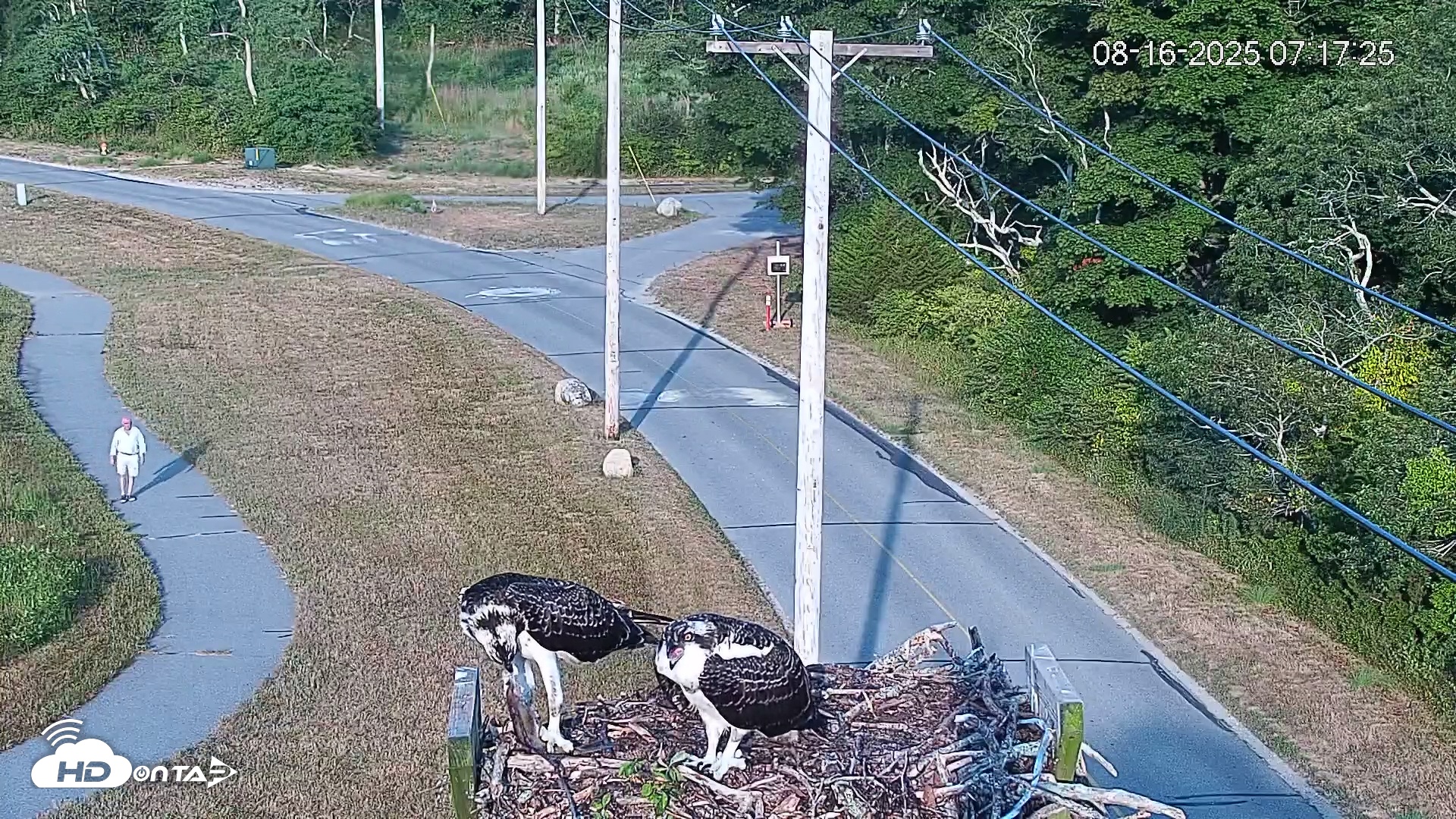 Snapshot of Fishers Island Middle Farms Ospreys Live Webcam taken Aug 16, 2025, 11:35am EDT