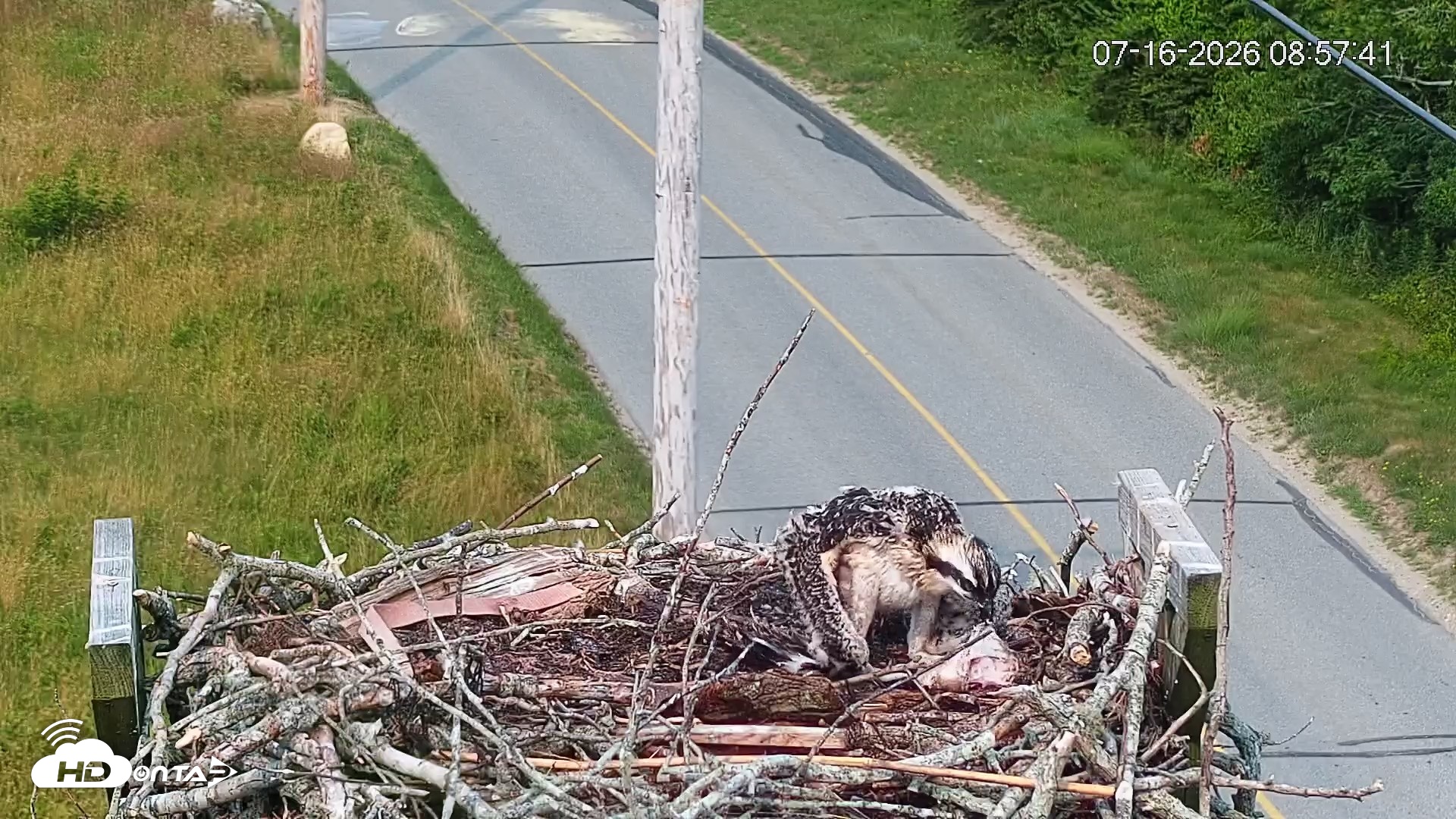 Snapshot of Fishers Island Middle Farms Ospreys Live Webcam taken Jul 16, 2026, 8:58am EDT