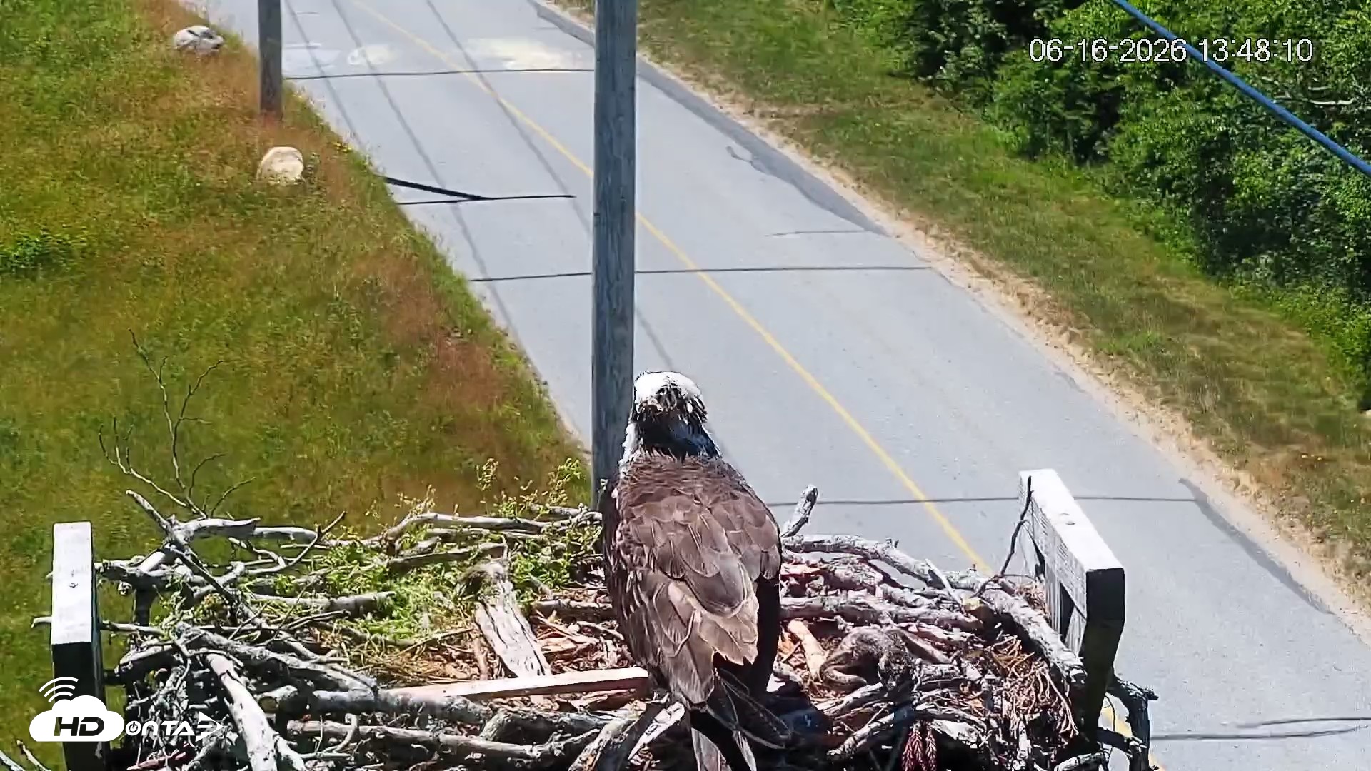 Snapshot of Fishers Island Middle Farms Ospreys Live Webcam taken Jun 16, 2026, 1:48pm EDT