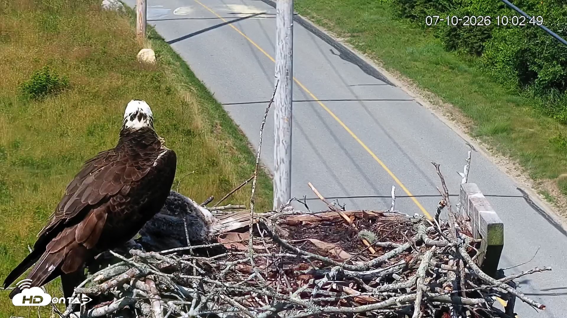 Snapshot of Fishers Island Middle Farms Ospreys Live Webcam taken Jul 10, 2026, 10:03am EDT
