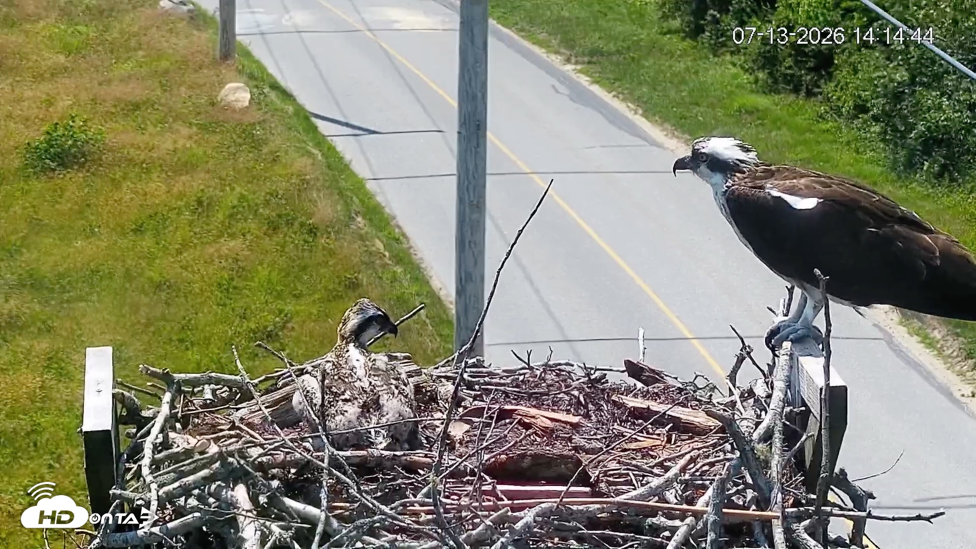 Snapshot of Fishers Island Middle Farms Ospreys Live Webcam taken Jul 13, 2026, 2:15pm EDT