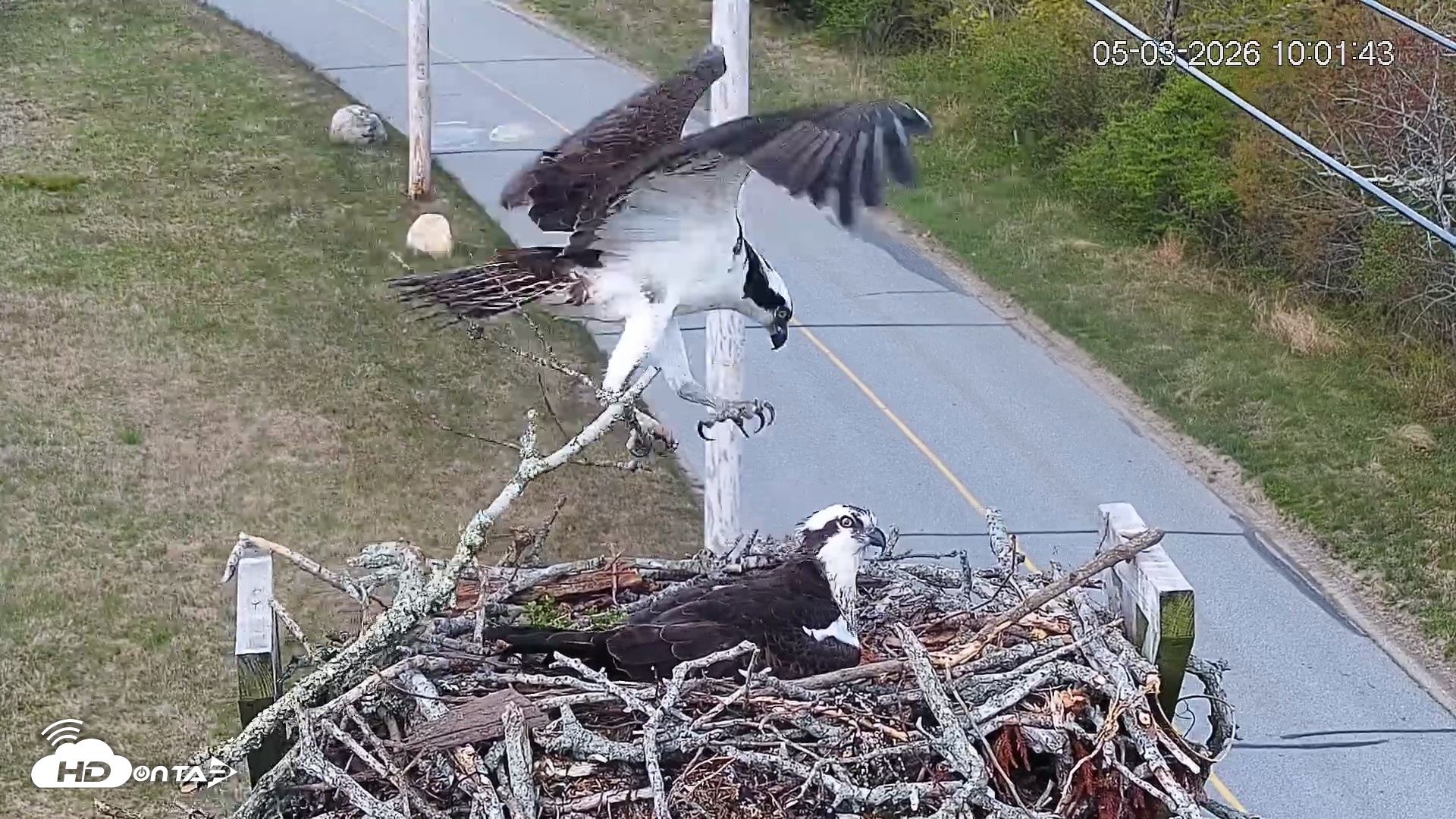 Snapshot of Fishers Island Middle Farms Ospreys Live Webcam taken May 3, 2026, 11:01am EDT