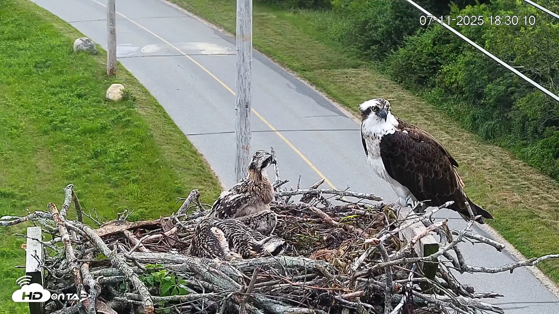 Snapshot of Fishers Island Middle Farms Ospreys Live Webcam taken Jul 11, 2025, 6:30pm EDT
