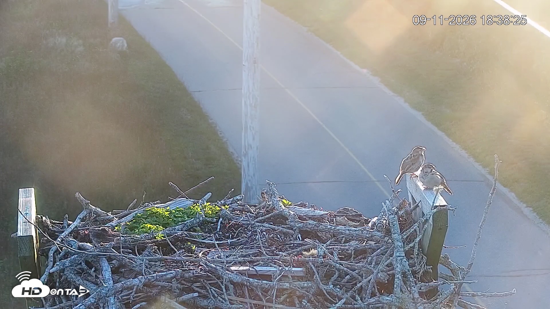 Snapshot of Fishers Island Middle Farms Ospreys Live Webcam taken Sep 11, 2026, 6:39pm EDT