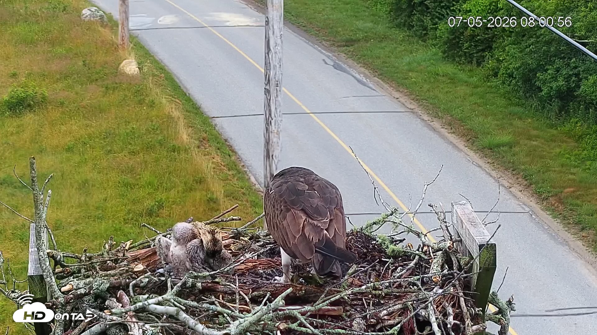 Snapshot of Fishers Island Middle Farms Ospreys Live Webcam taken Jul 5, 2026, 8:01am EDT