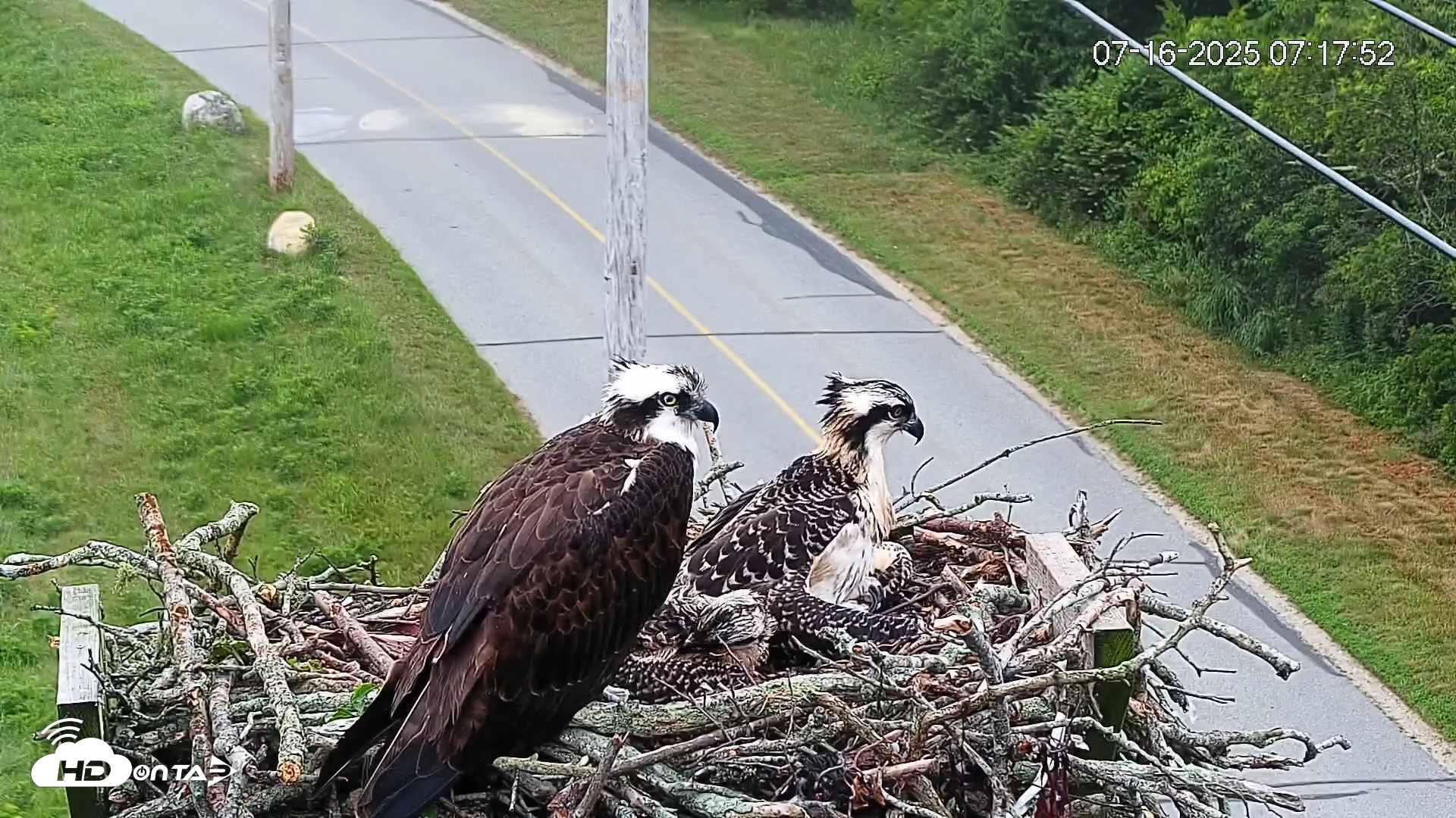 Snapshot of Fishers Island Middle Farms Ospreys Live Webcam taken Jul 16, 2025, 7:37am EDT