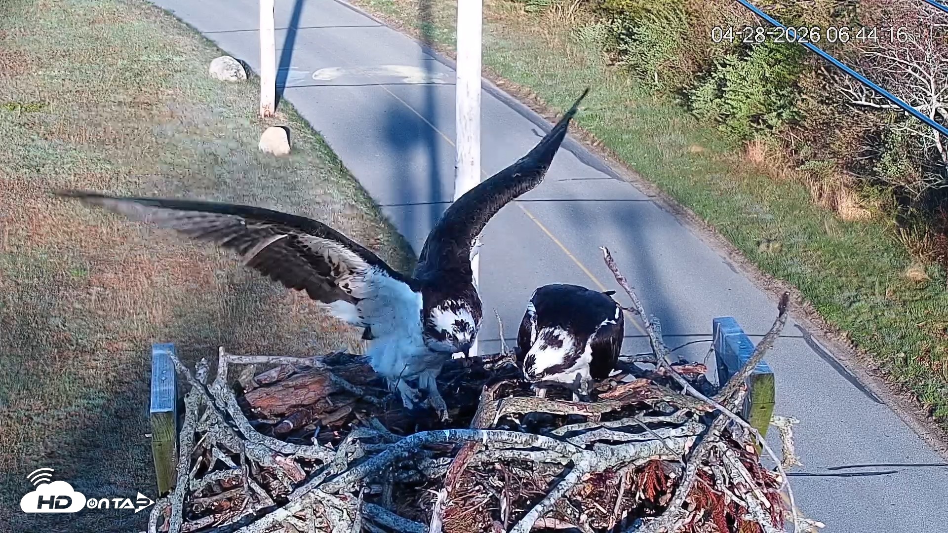 Snapshot of Fishers Island Middle Farms Ospreys Live Webcam taken Apr 28, 2026, 7:56am EDT