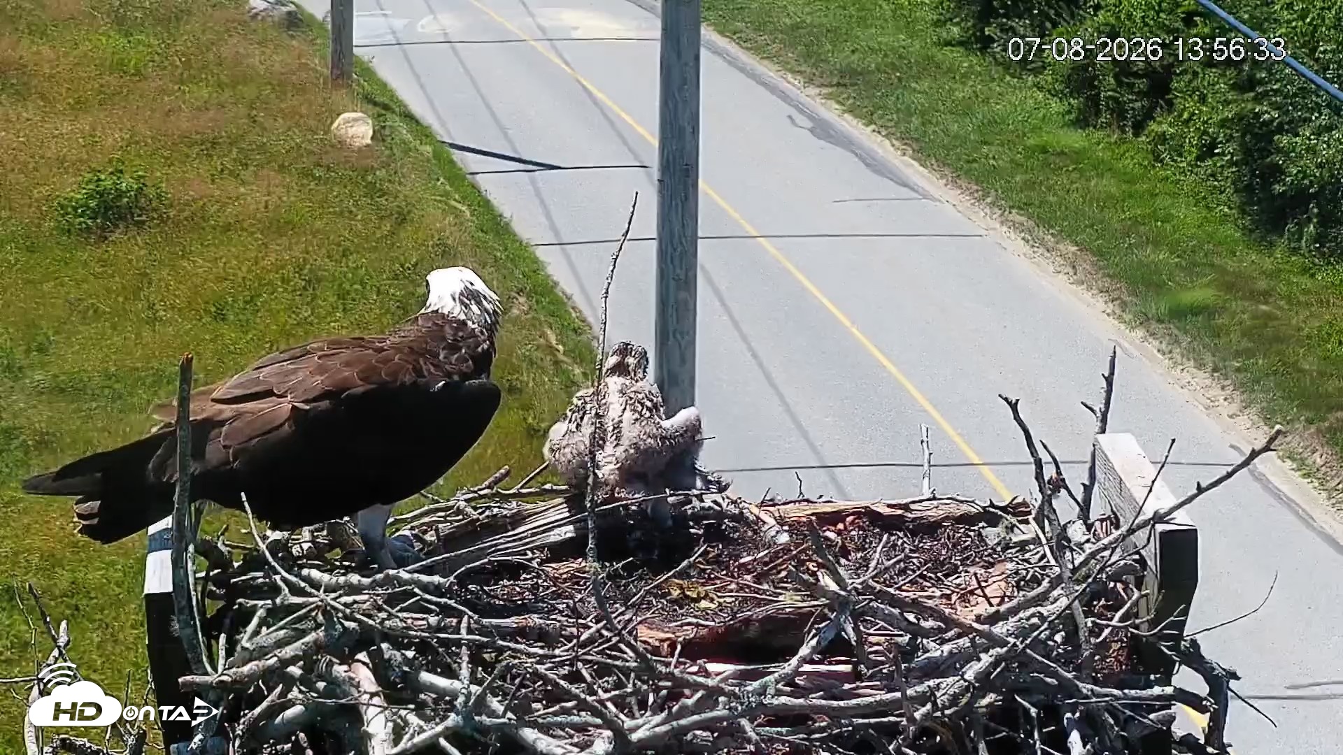 Snapshot of Fishers Island Middle Farms Ospreys Live Webcam taken Jul 8, 2026, 2:15pm EDT