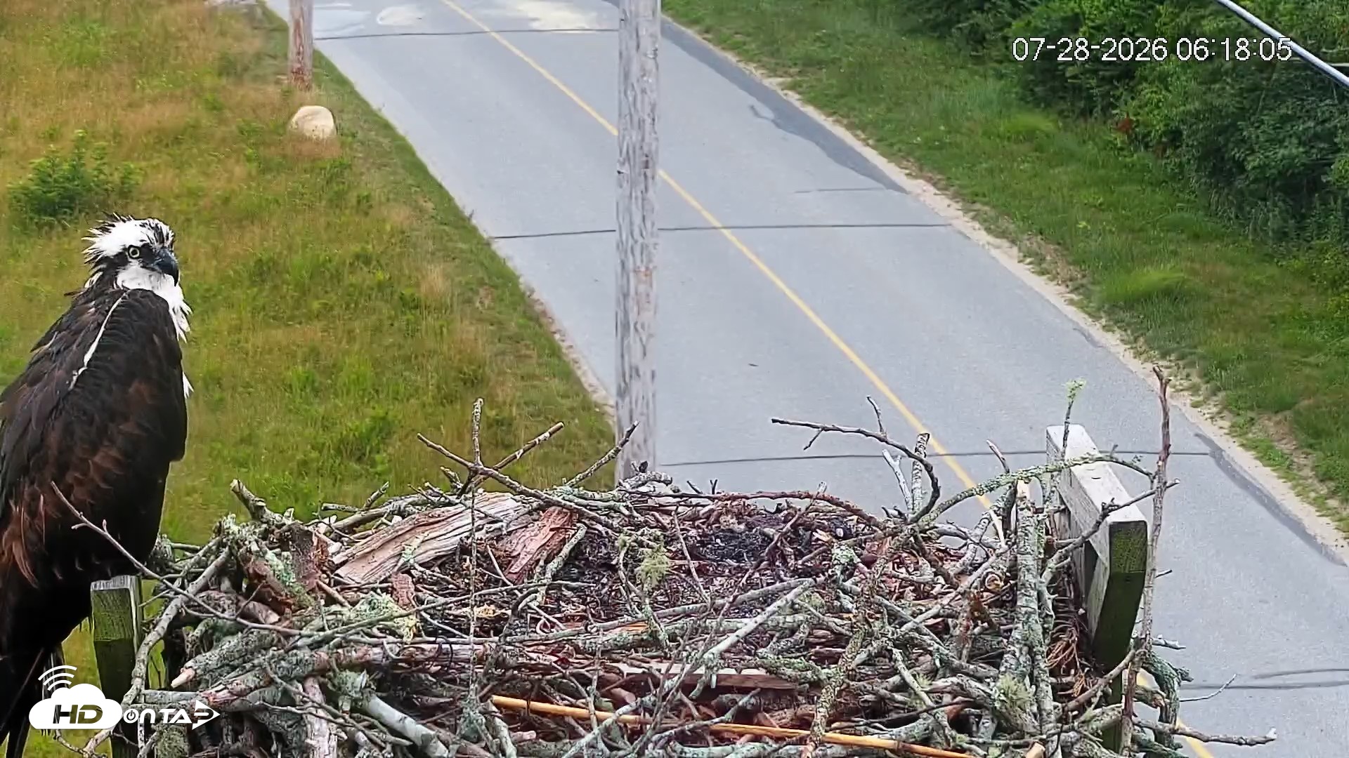 Snapshot of Fishers Island Middle Farms Ospreys Live Webcam taken Jul 28, 2026, 6:25am EDT