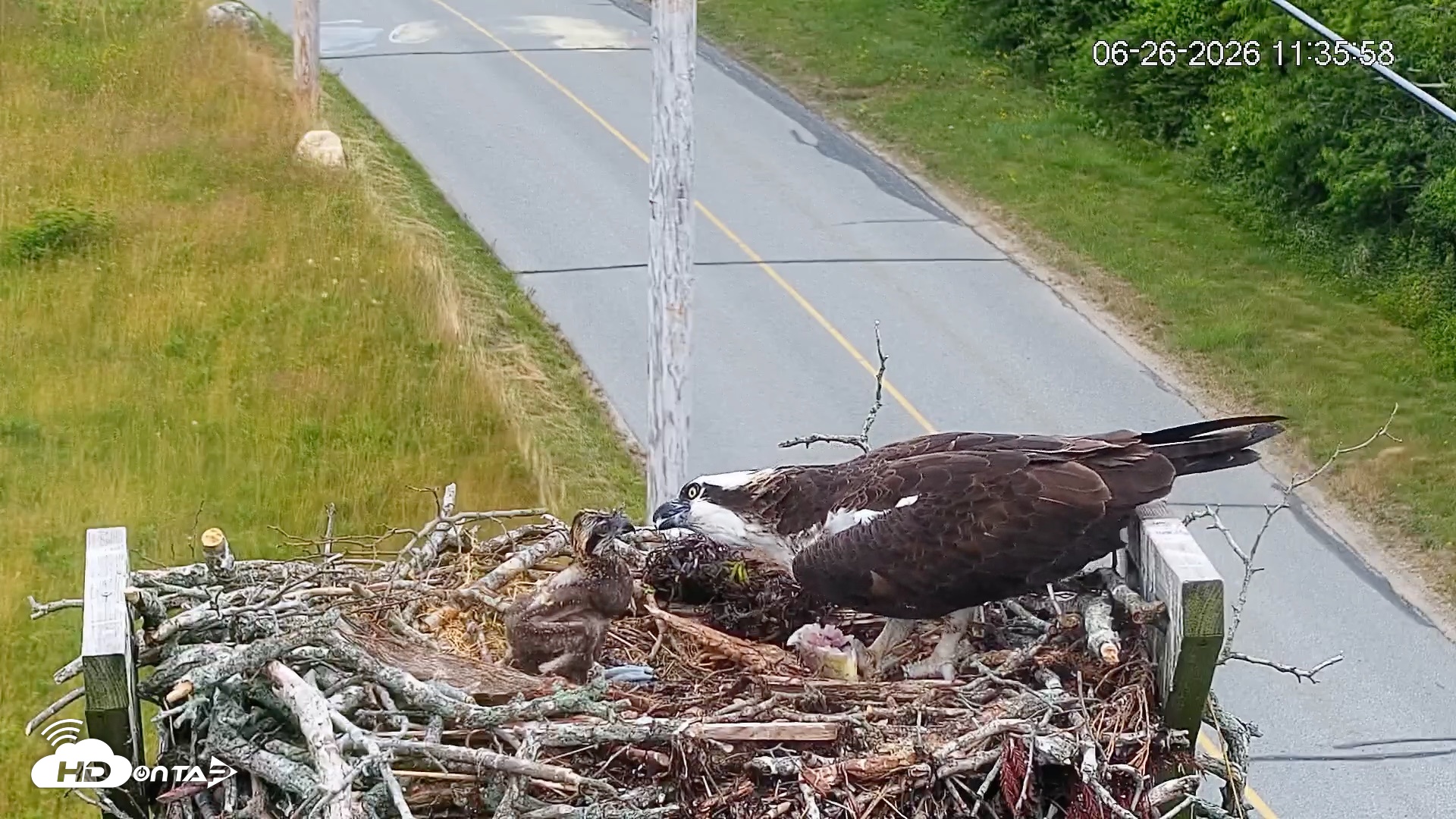 Snapshot of Fishers Island Middle Farms Ospreys Live Webcam taken Jun 26, 2026, 11:36am EDT