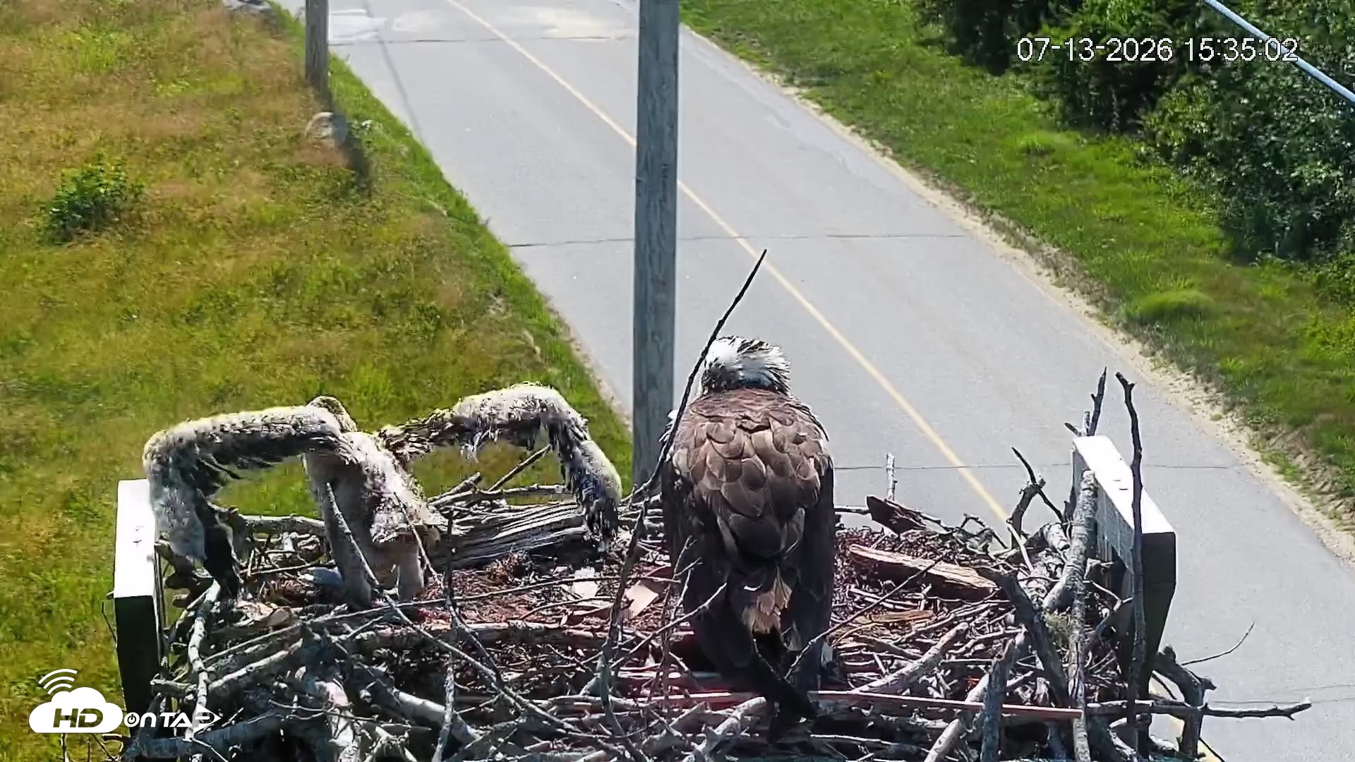 Snapshot of Fishers Island Middle Farms Ospreys Live Webcam taken Jul 13, 2026, 3:37pm EDT