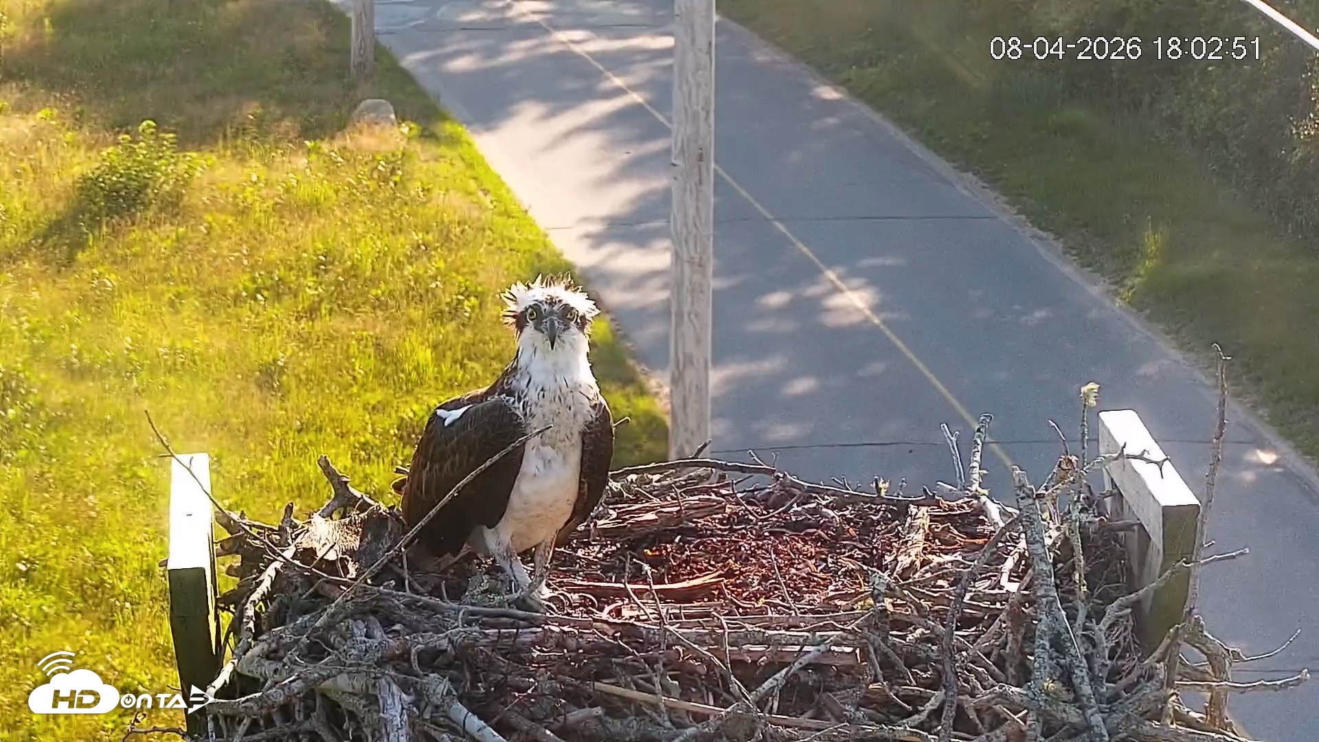 Snapshot of Fishers Island Middle Farms Ospreys Live Webcam taken Aug 4, 2026, 6:05pm EDT
