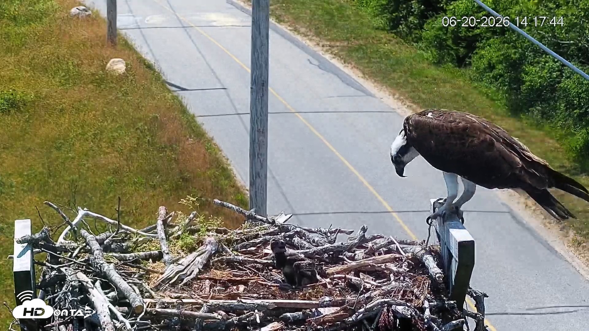 Snapshot of Fishers Island Middle Farms Ospreys Live Webcam taken Jun 20, 2026, 2:18pm EDT