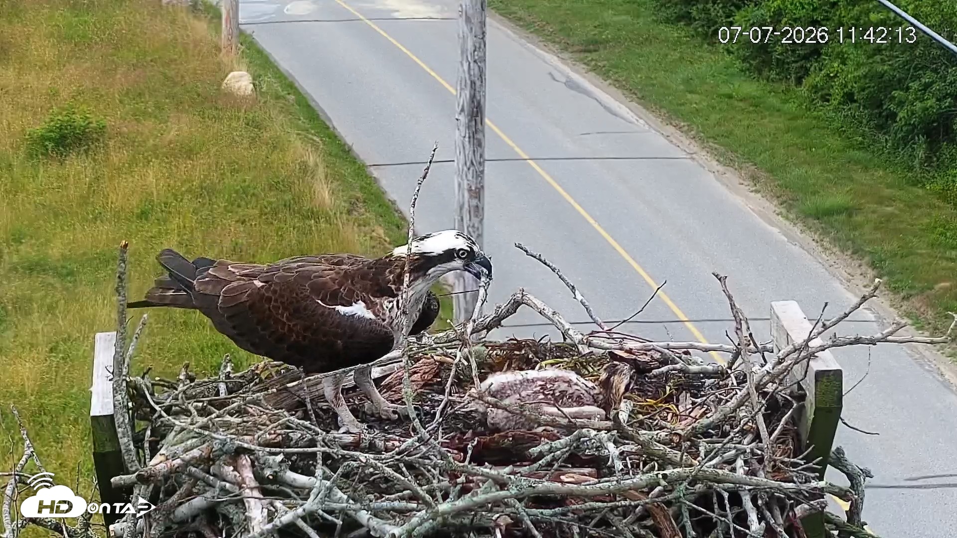 Snapshot of Fishers Island Middle Farms Ospreys Live Webcam taken Jul 7, 2026, 11:48am EDT