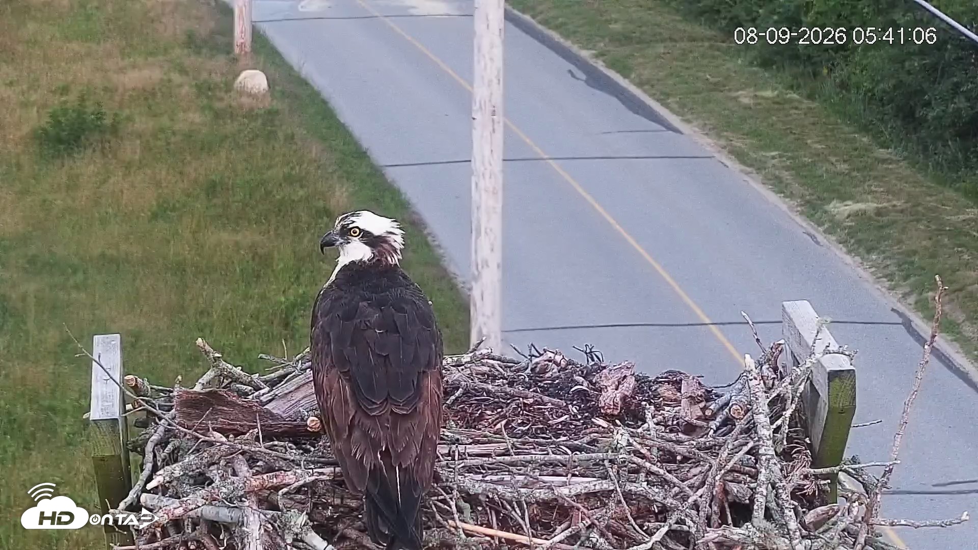 Snapshot of Fishers Island Middle Farms Ospreys Live Webcam taken Aug 9, 2026, 5:41am EDT