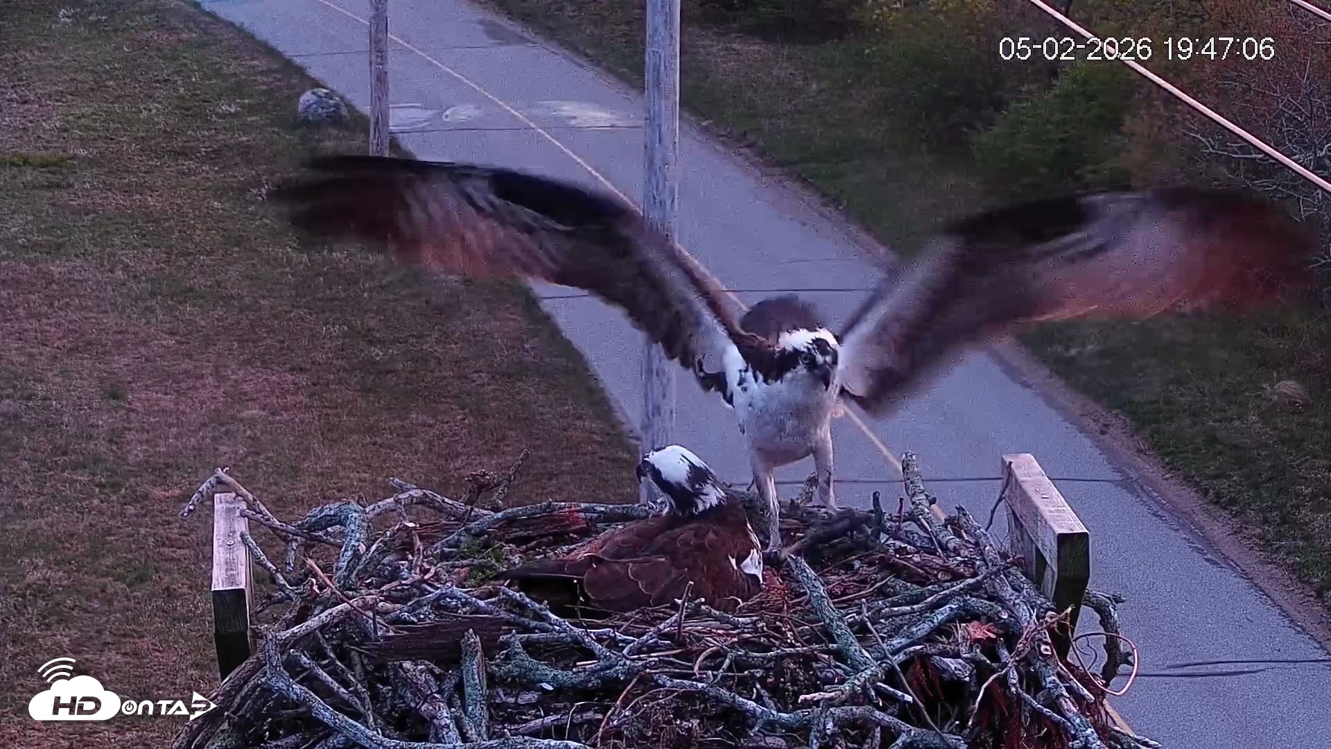 Snapshot of Fishers Island Middle Farms Ospreys Live Webcam taken May 2, 2026, 8:47pm EDT