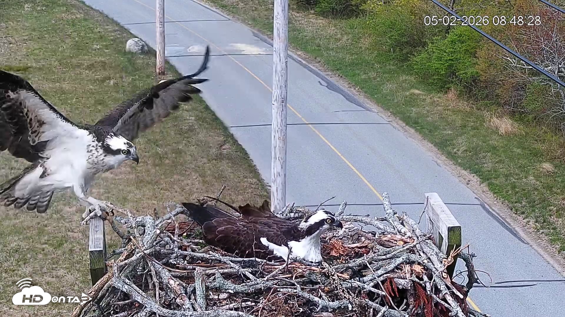 Snapshot of Fishers Island Middle Farms Ospreys Live Webcam taken May 2, 2026, 9:06am EDT