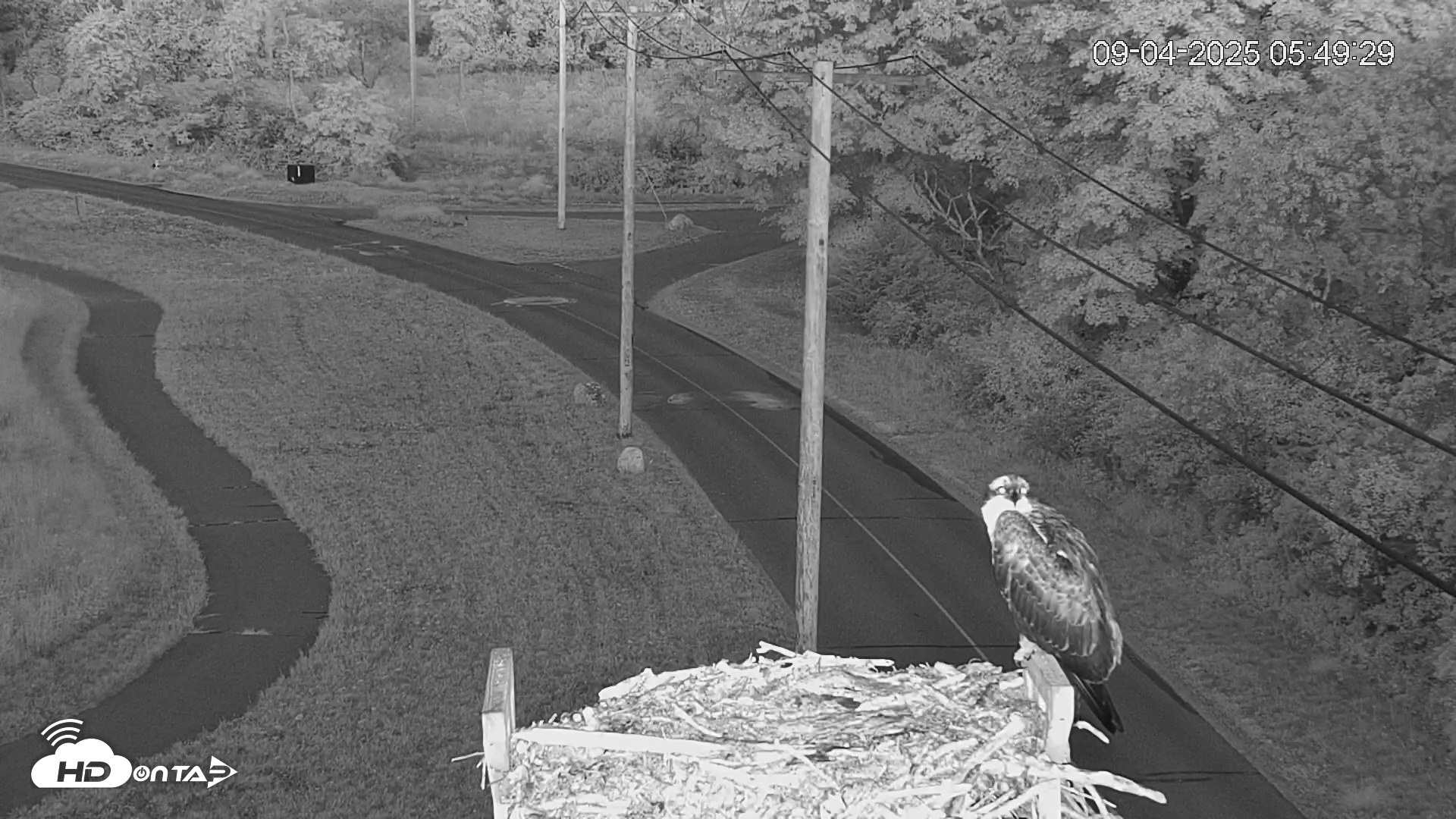 Snapshot of Fishers Island Middle Farms Ospreys Live Webcam taken Sep 4, 2025, 5:50am EDT