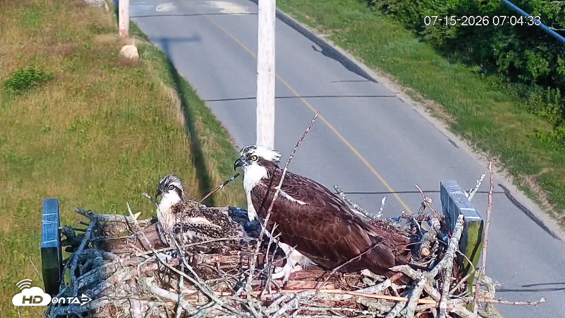 Snapshot of Fishers Island Middle Farms Ospreys Live Webcam taken Jul 15, 2026, 12:50pm EDT