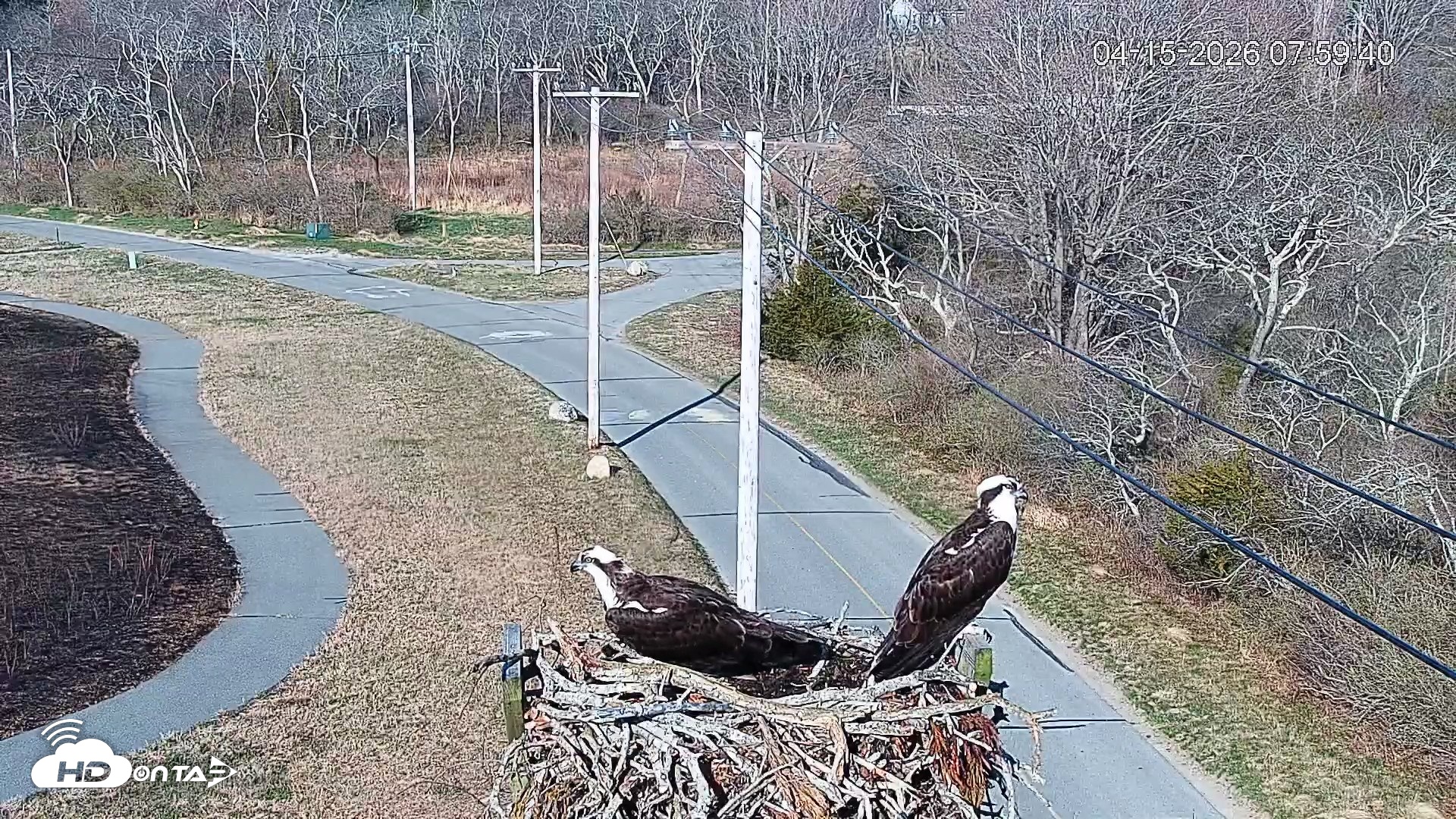 Snapshot of Fishers Island Middle Farms Ospreys Live Webcam taken Apr 15, 2026, 8:00am EDT