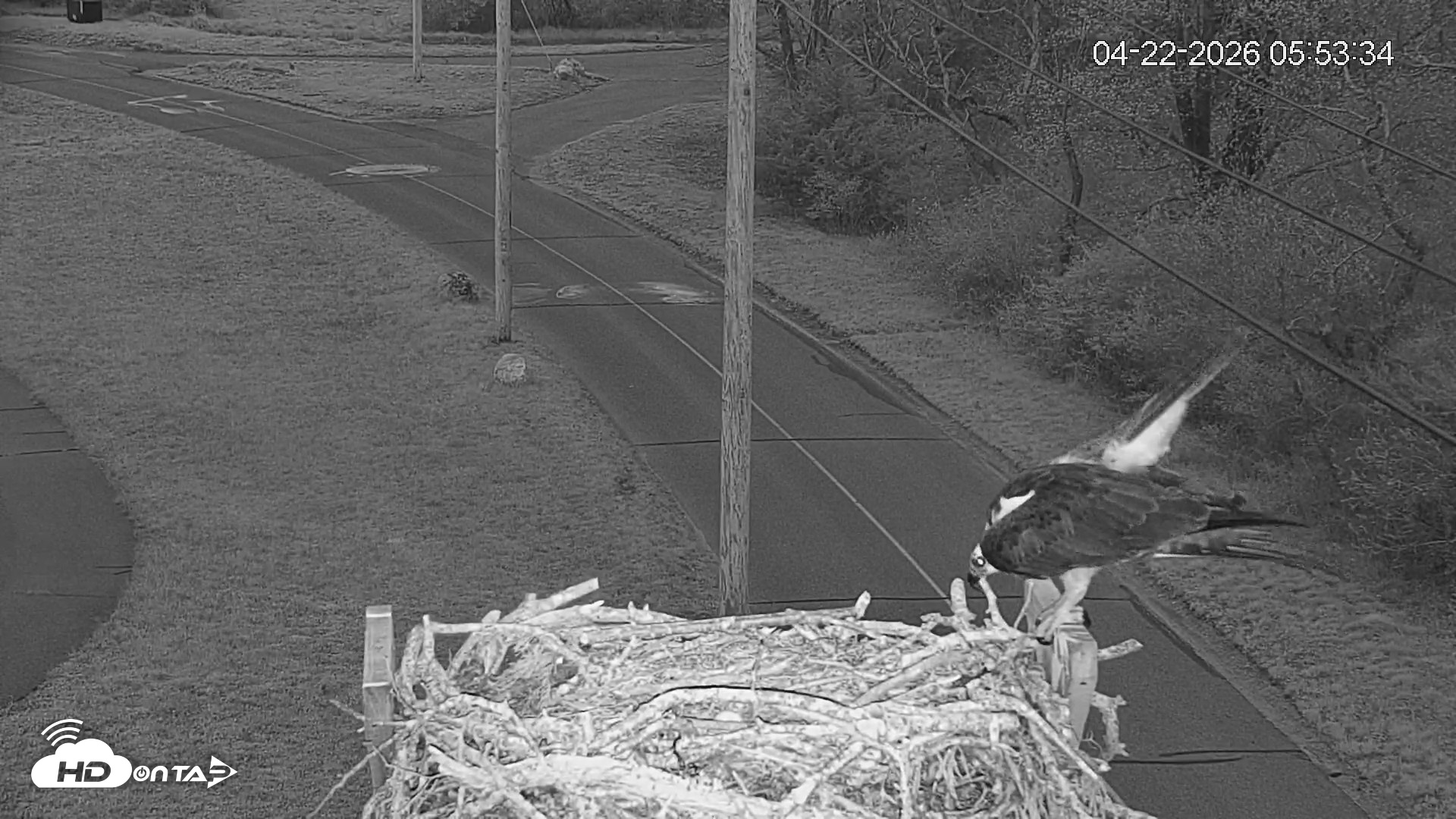Snapshot of Fishers Island Middle Farms Ospreys Live Webcam taken Apr 22, 2026, 7:26am EDT