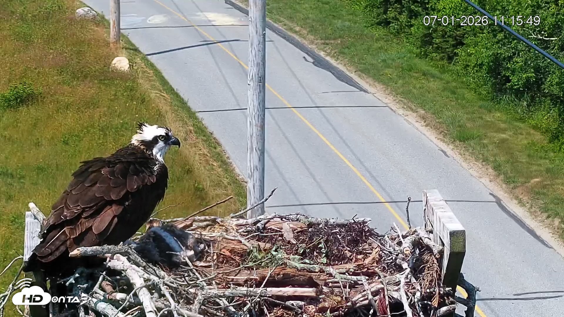 Snapshot of Fishers Island Middle Farms Ospreys Live Webcam taken Jul 1, 2026, 11:16am EDT