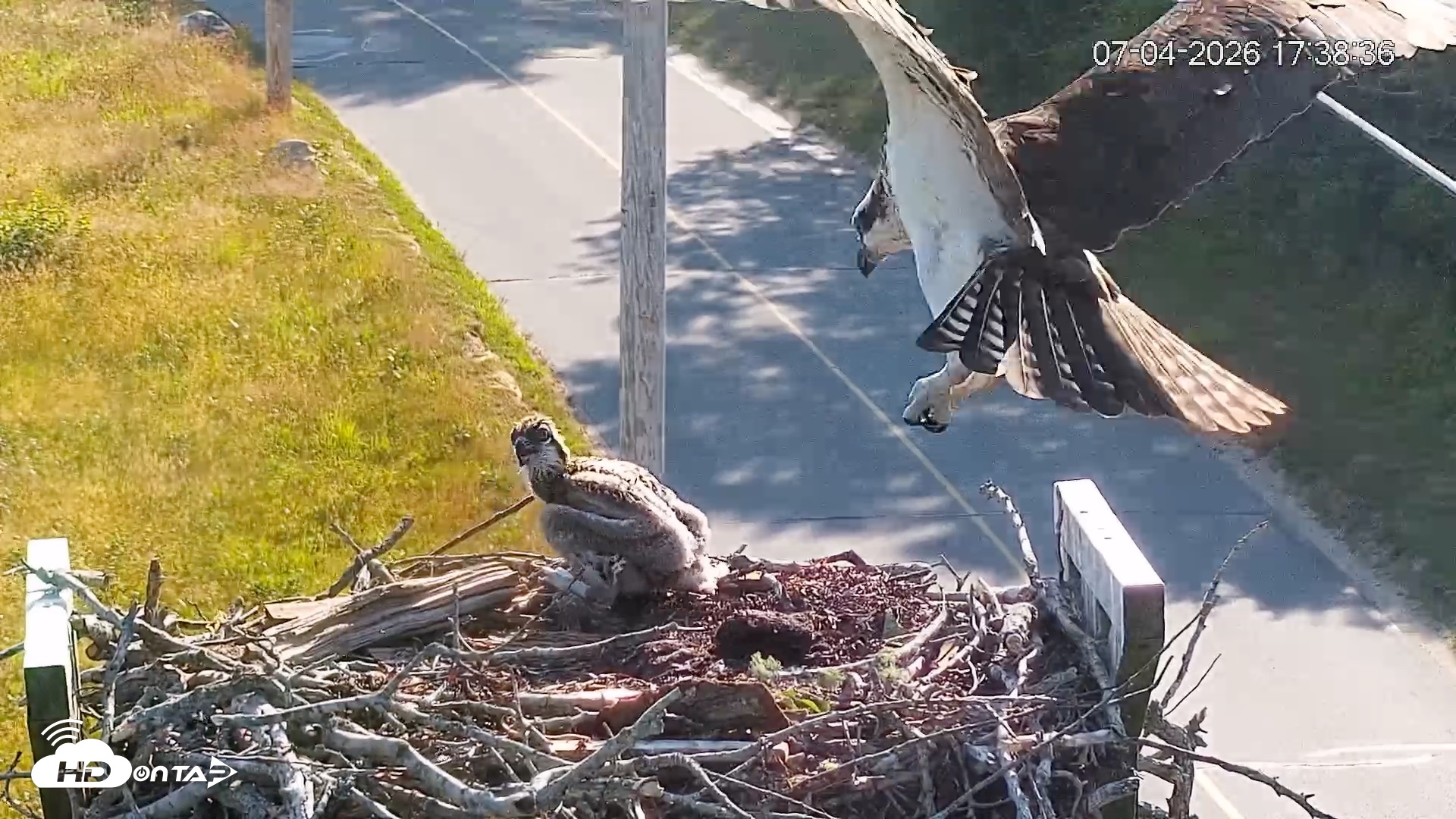 Snapshot of Fishers Island Middle Farms Ospreys Live Webcam taken Jul 4, 2026, 5:39pm EDT
