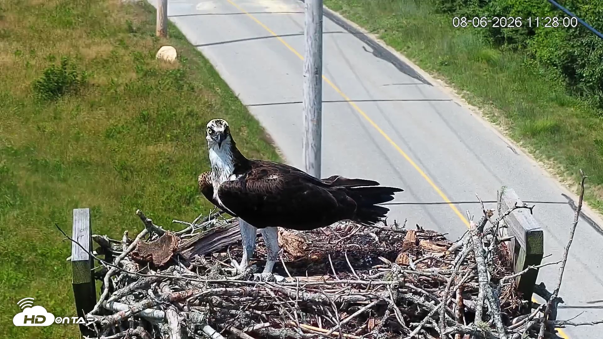 Snapshot of Fishers Island Middle Farms Ospreys Live Webcam taken Aug 6, 2026, 6:20pm EDT