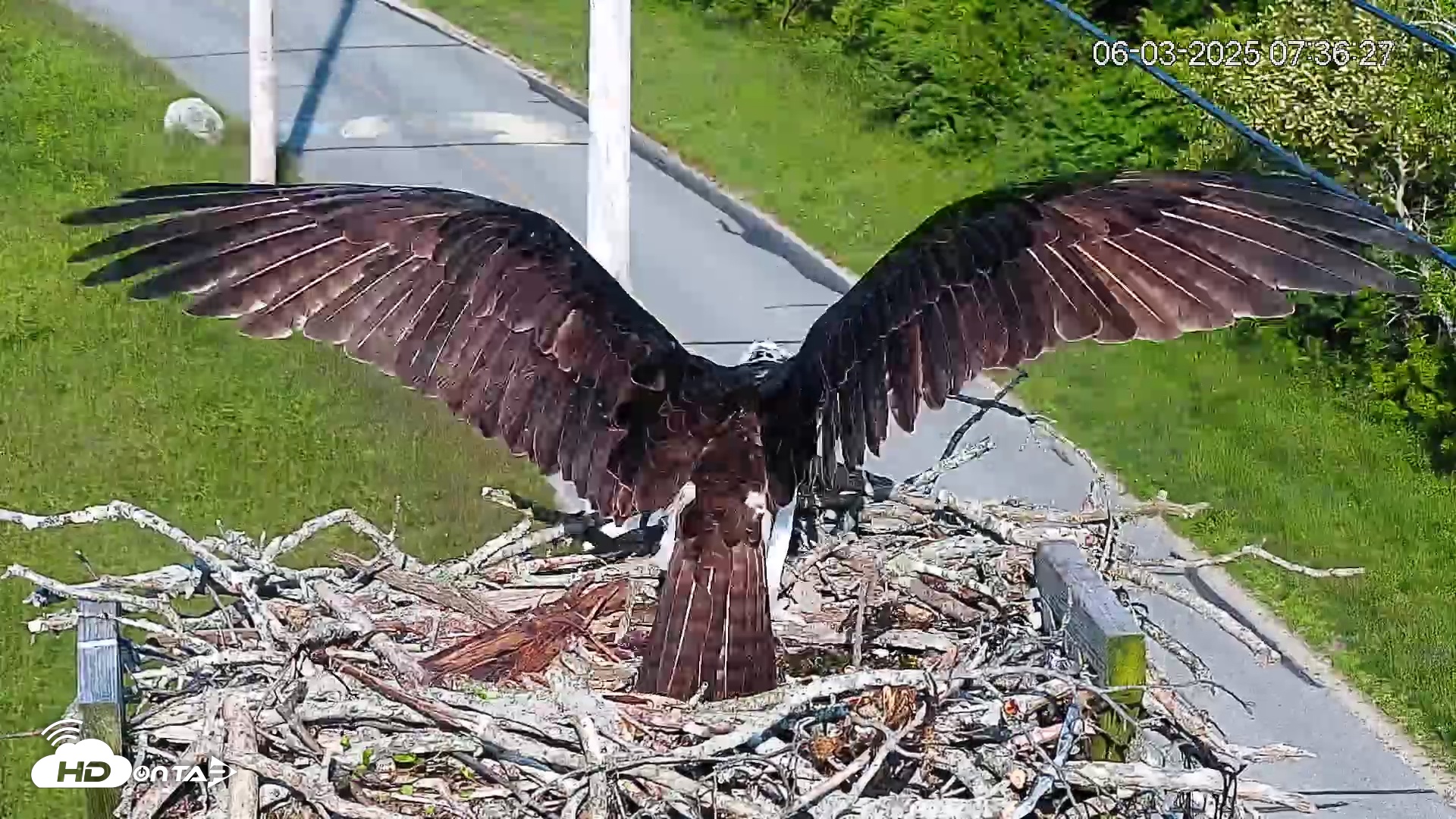 Snapshot of Henry L. Ferguson Museum taken Jun 3, 2025, 7:37am EDT