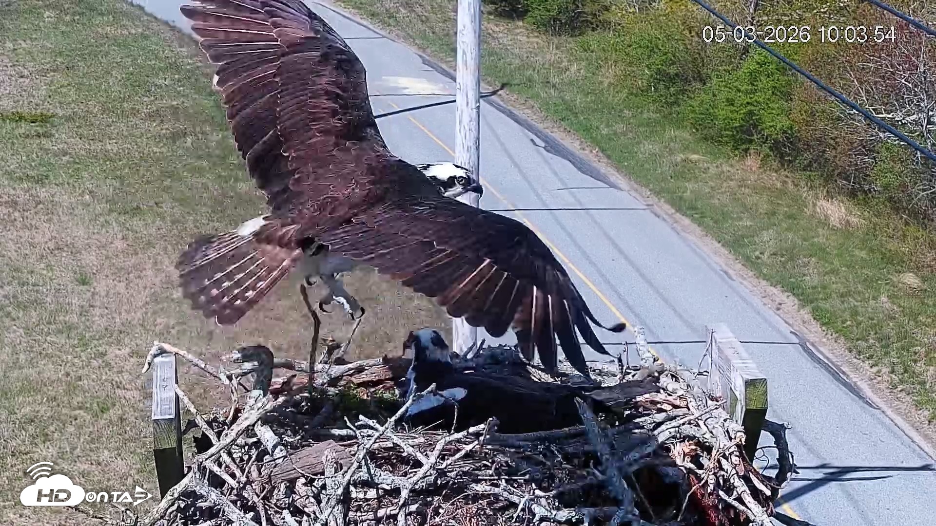 Snapshot of Fishers Island Middle Farms Ospreys Live Webcam taken May 3, 2026, 11:06am EDT