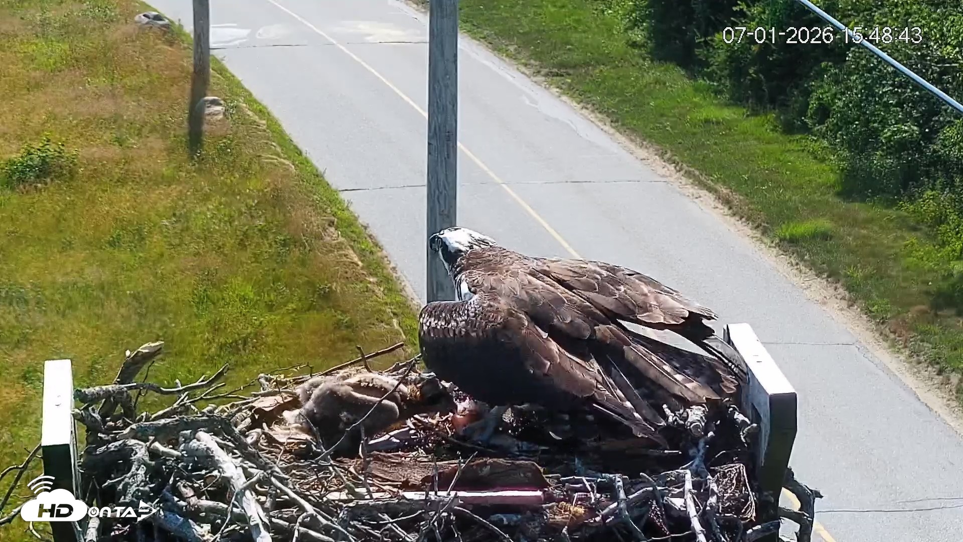 Snapshot of Fishers Island Middle Farms Ospreys Live Webcam taken Jul 1, 2026, 3:49pm EDT