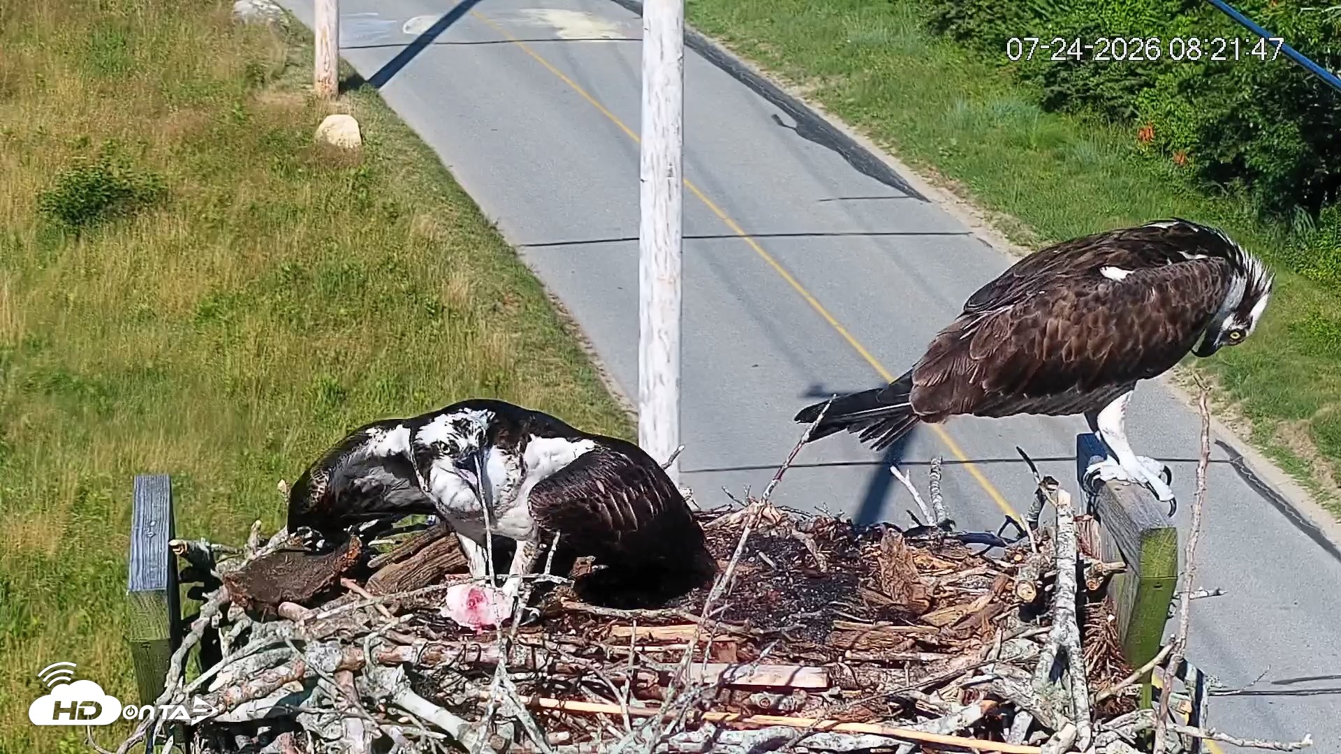 Snapshot of Fishers Island Middle Farms Ospreys Live Webcam taken Jul 24, 2026, 8:23am EDT