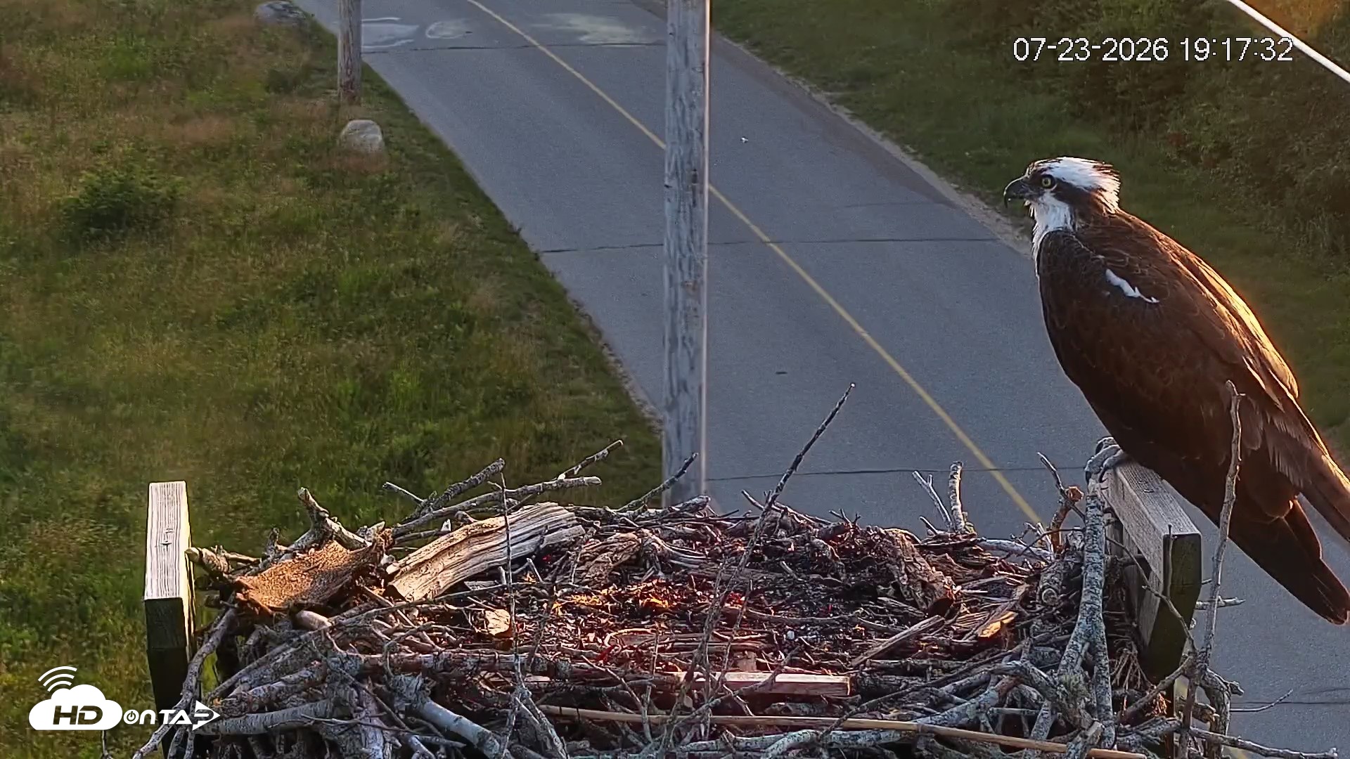 Snapshot of Fishers Island Middle Farms Ospreys Live Webcam taken Jul 23, 2026, 7:18pm EDT