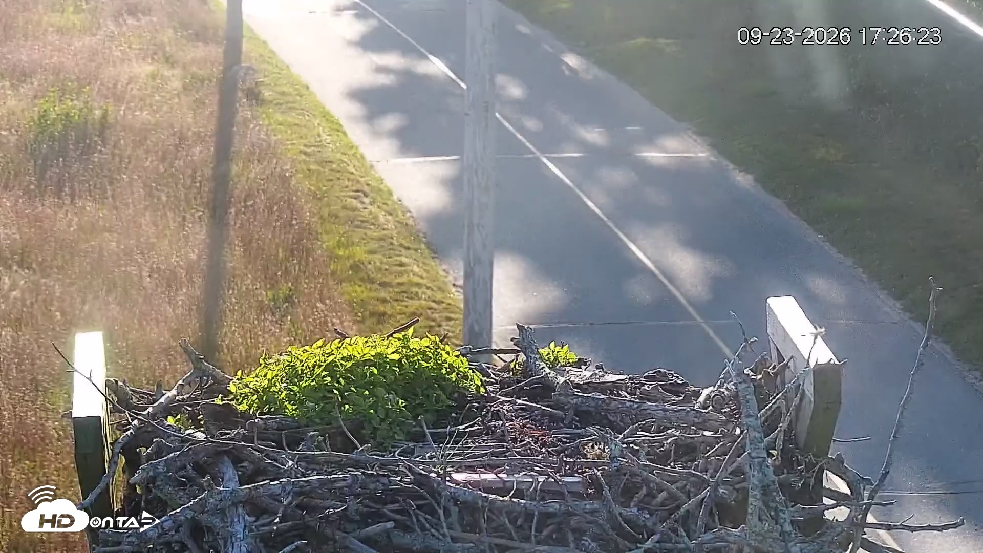 Snapshot of Fishers Island Middle Farms Ospreys Live Webcam taken Sep 23, 2026, 5:26pm EDT