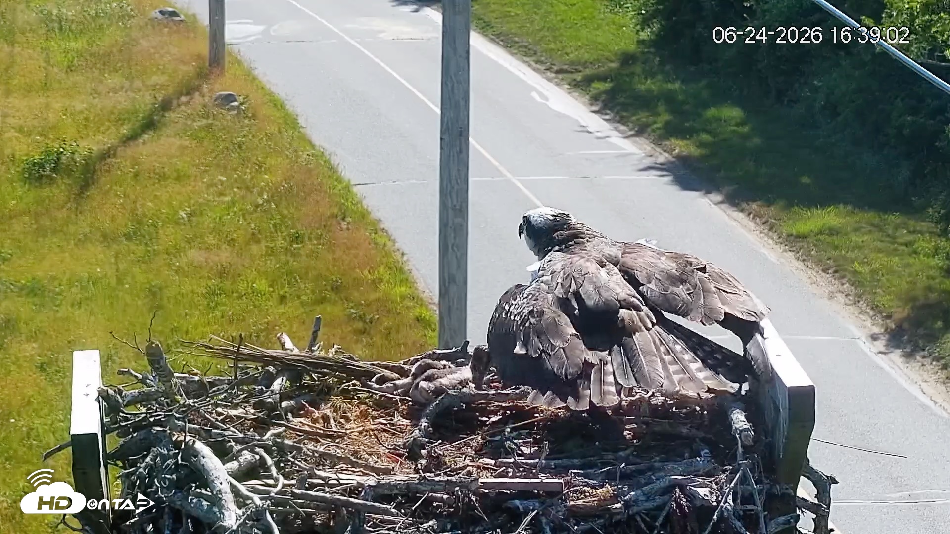 Snapshot of Fishers Island Middle Farms Ospreys Live Webcam taken Jun 24, 2026, 4:39pm EDT