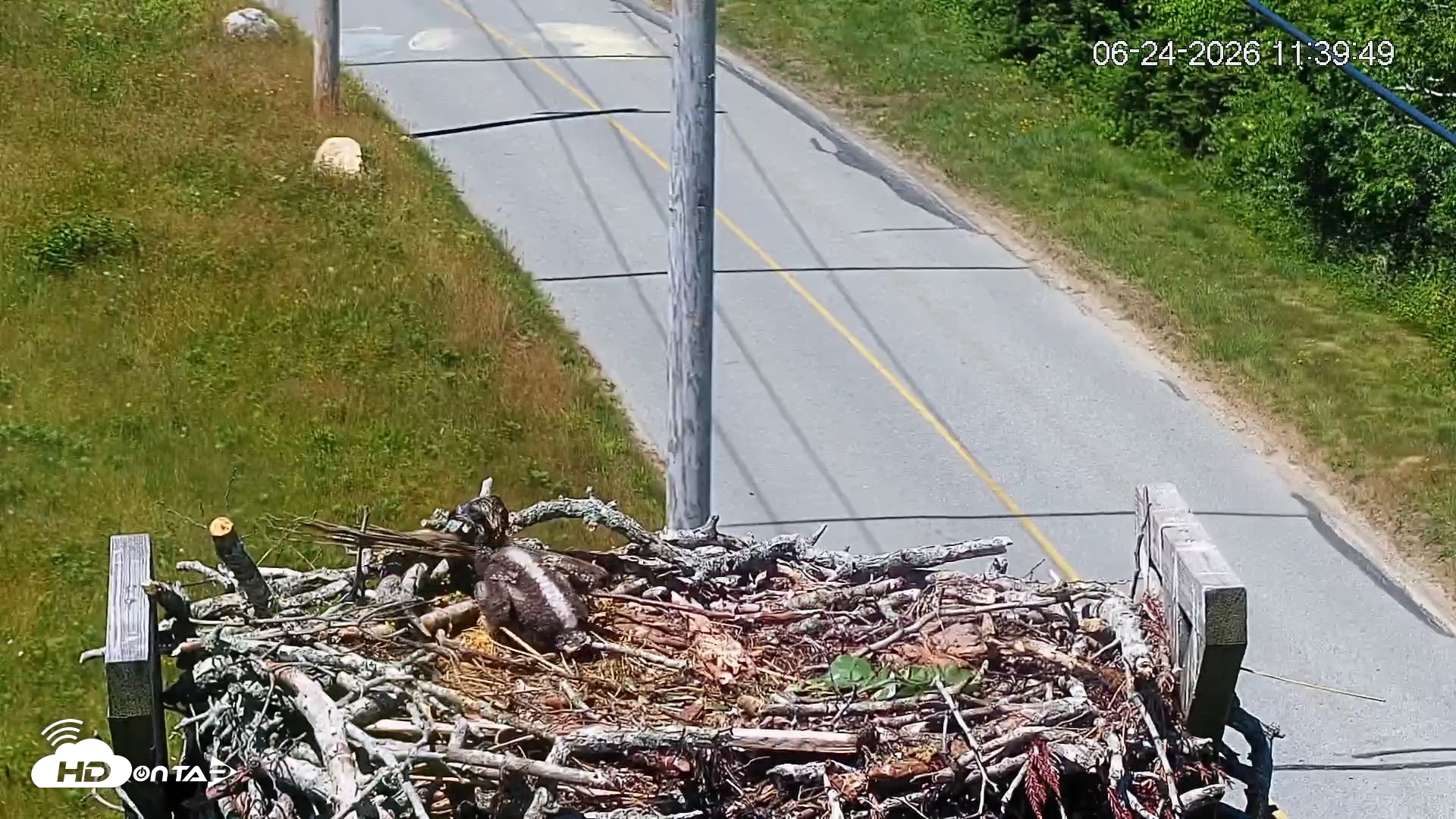 Snapshot of Fishers Island Middle Farms Ospreys Live Webcam taken Jun 24, 2026, 11:40am EDT