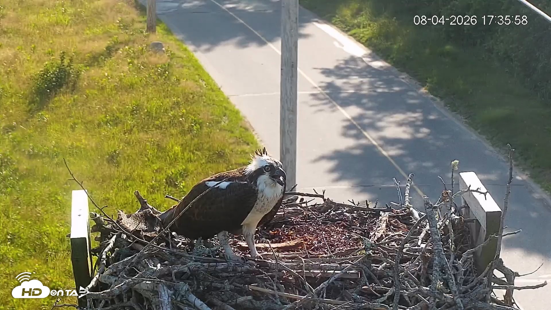 Snapshot of Fishers Island Middle Farms Ospreys Live Webcam taken Aug 4, 2026, 5:36pm EDT