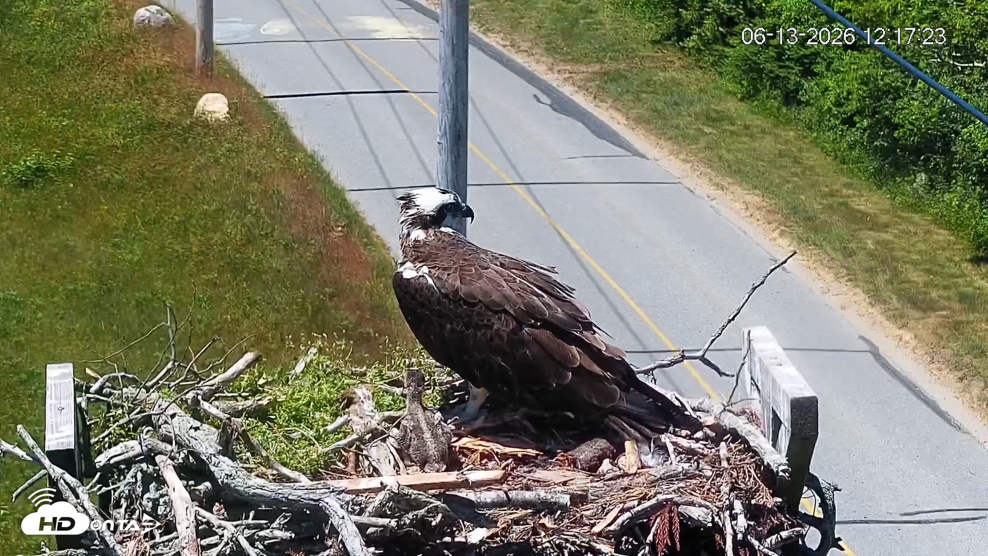 Snapshot of Fishers Island Middle Farms Ospreys Live Webcam taken Jun 13, 2026, 12:18pm EDT