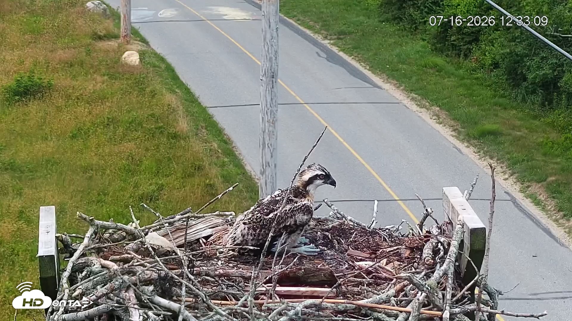 Snapshot of Fishers Island Middle Farms Ospreys Live Webcam taken Jul 16, 2026, 12:34pm EDT