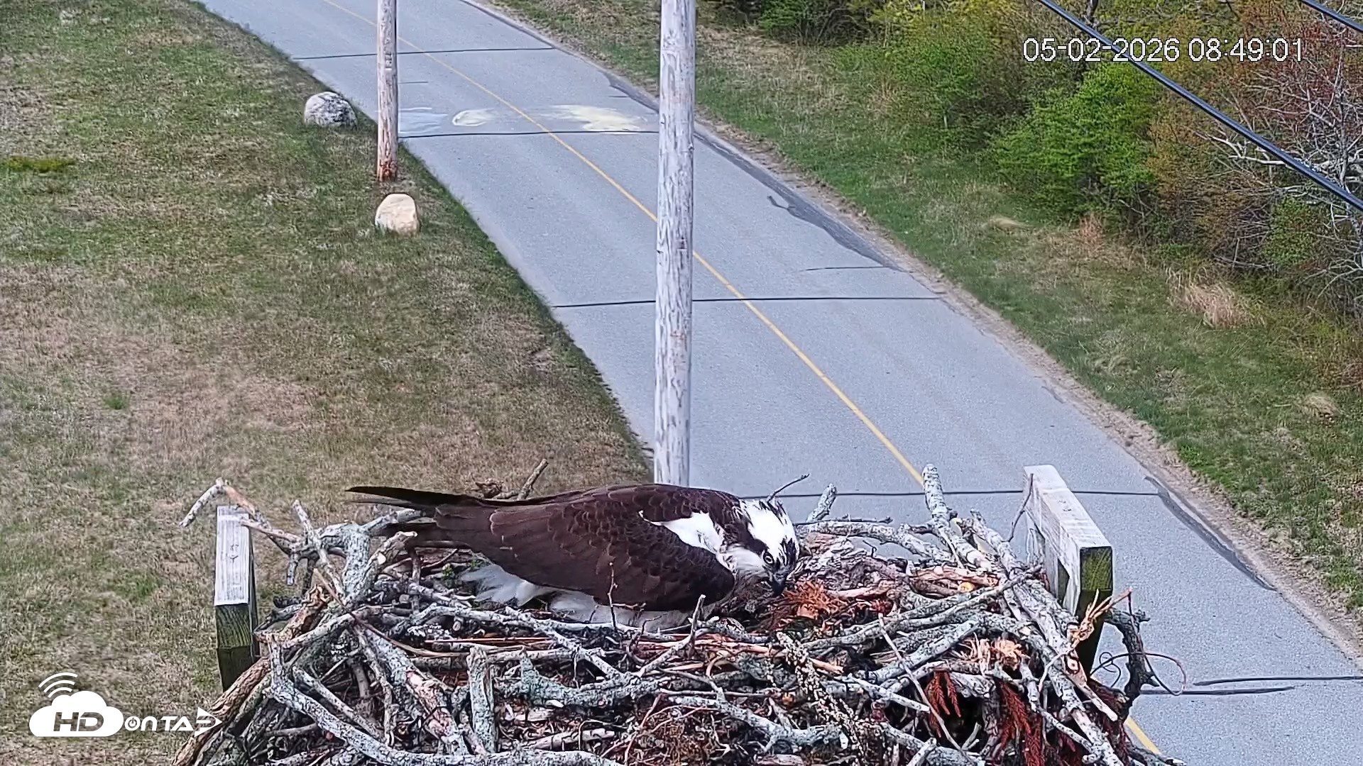 Snapshot of Fishers Island Middle Farms Ospreys Live Webcam taken May 2, 2026, 9:10am EDT