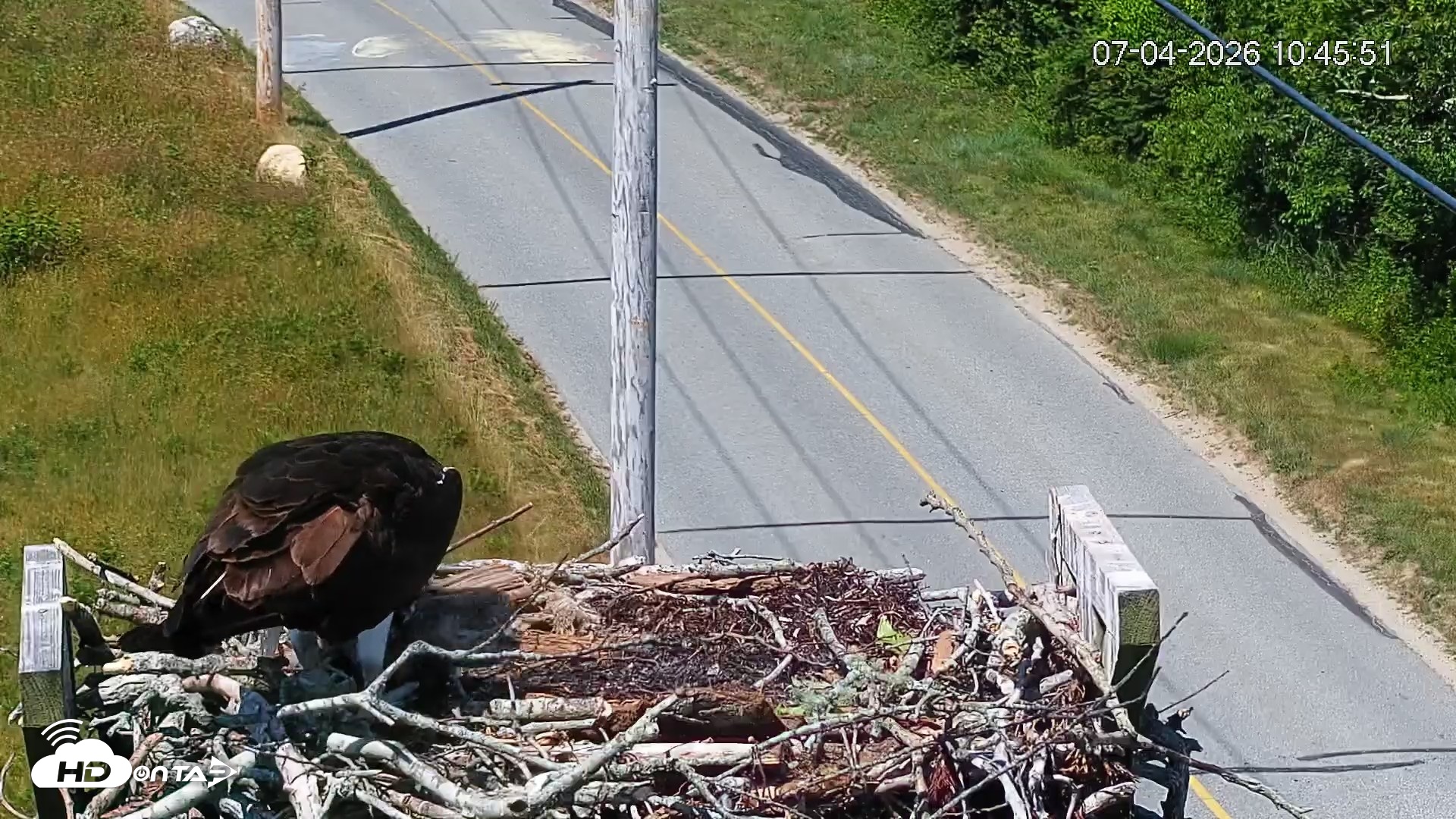 Snapshot of Fishers Island Middle Farms Ospreys Live Webcam taken Jul 4, 2026, 10:48am EDT