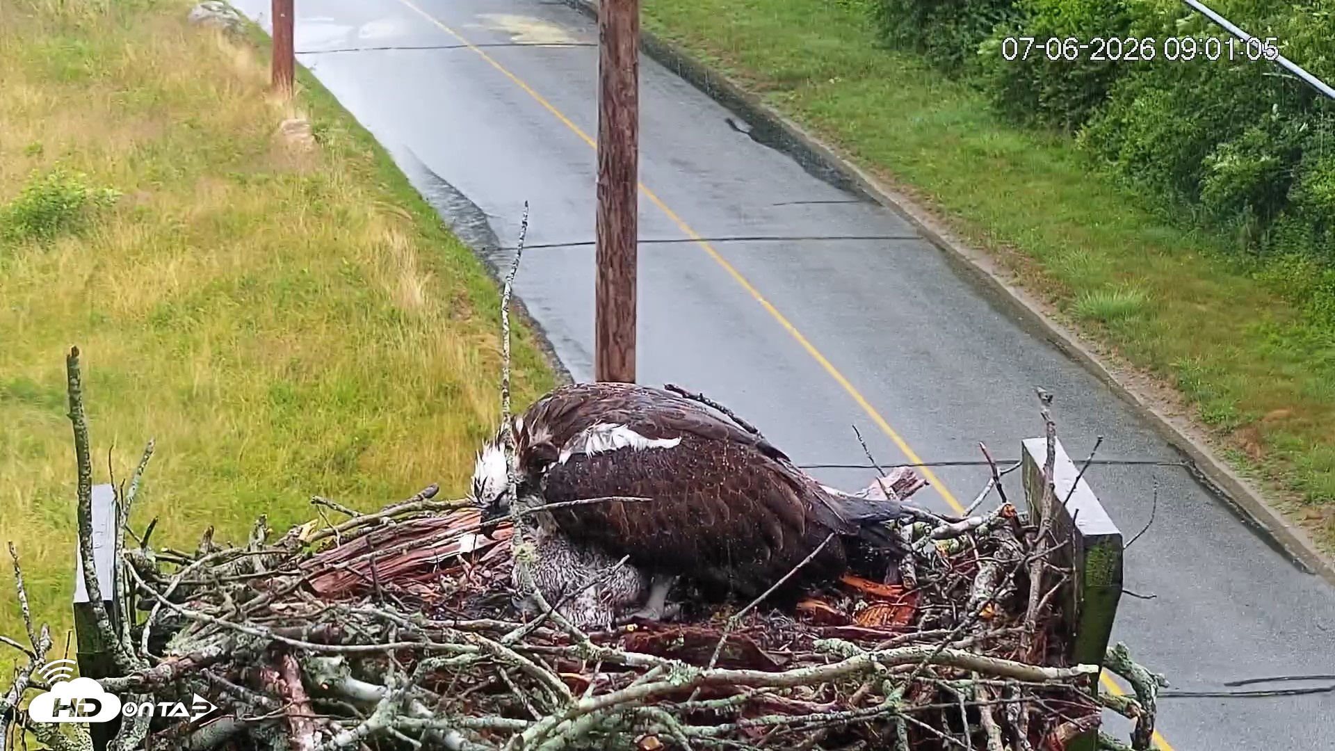 Snapshot of Fishers Island Middle Farms Ospreys Live Webcam taken Jul 6, 2026, 9:01am EDT