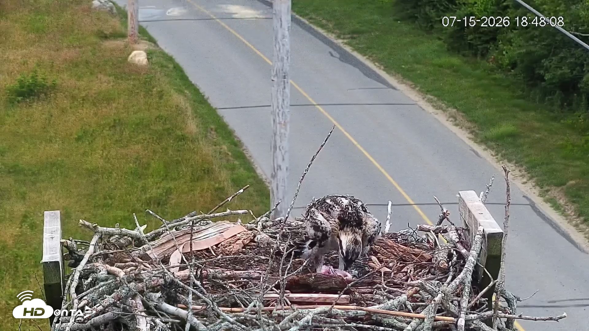 Snapshot of Fishers Island Middle Farms Ospreys Live Webcam taken Jul 15, 2026, 6:49pm EDT
