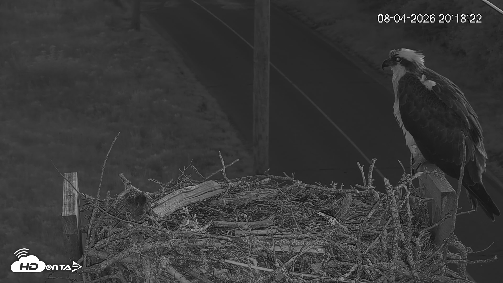 Snapshot of Fishers Island Middle Farms Ospreys Live Webcam taken Aug 4, 2026, 8:49pm EDT