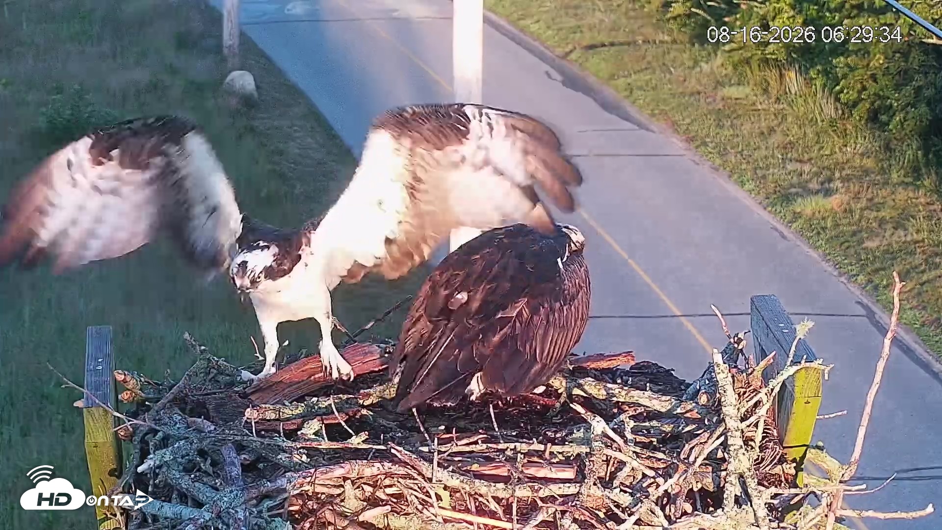 Snapshot of Fishers Island Middle Farms Ospreys Live Webcam taken Aug 16, 2026, 6:46am EDT