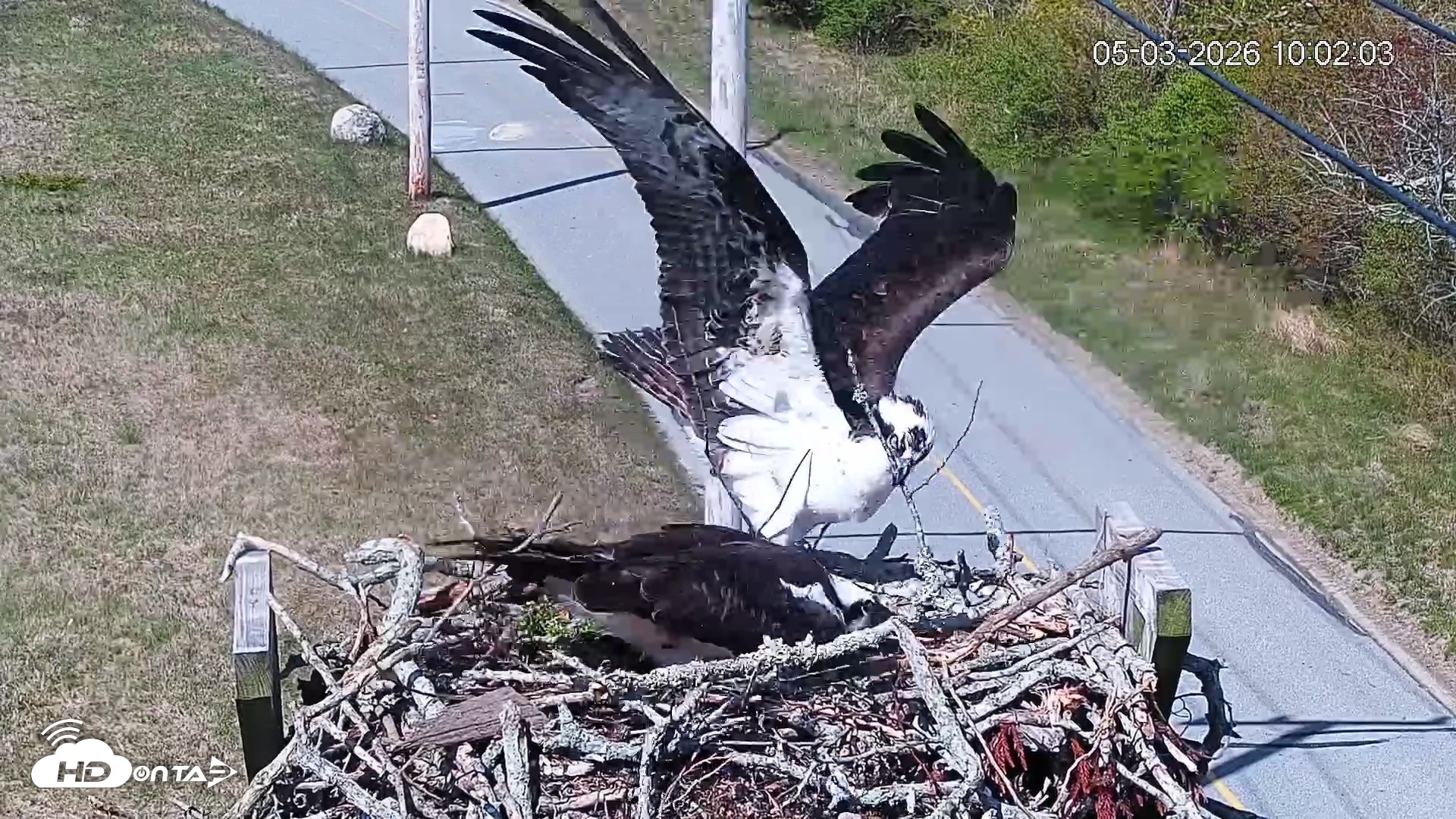 Snapshot of Fishers Island Middle Farms Ospreys Live Webcam taken May 3, 2026, 11:02am EDT