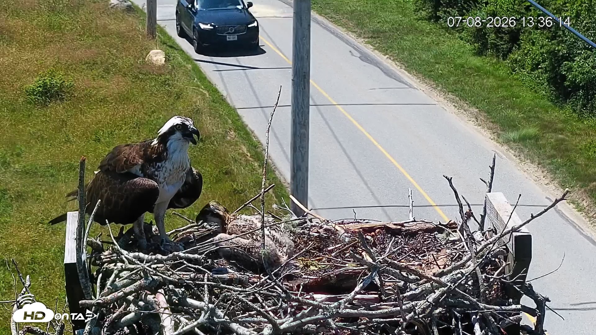 Snapshot of Fishers Island Middle Farms Ospreys Live Webcam taken Jul 8, 2026, 1:37pm EDT