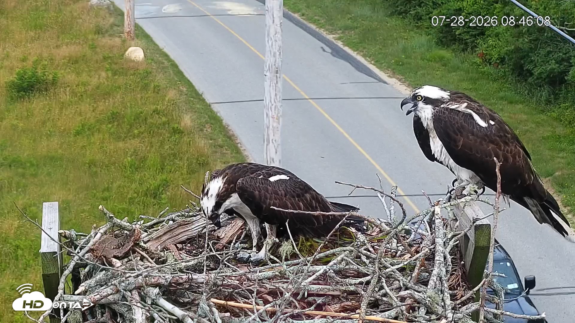 Snapshot of Fishers Island Middle Farms Ospreys Live Webcam taken Jul 28, 2026, 8:48am EDT