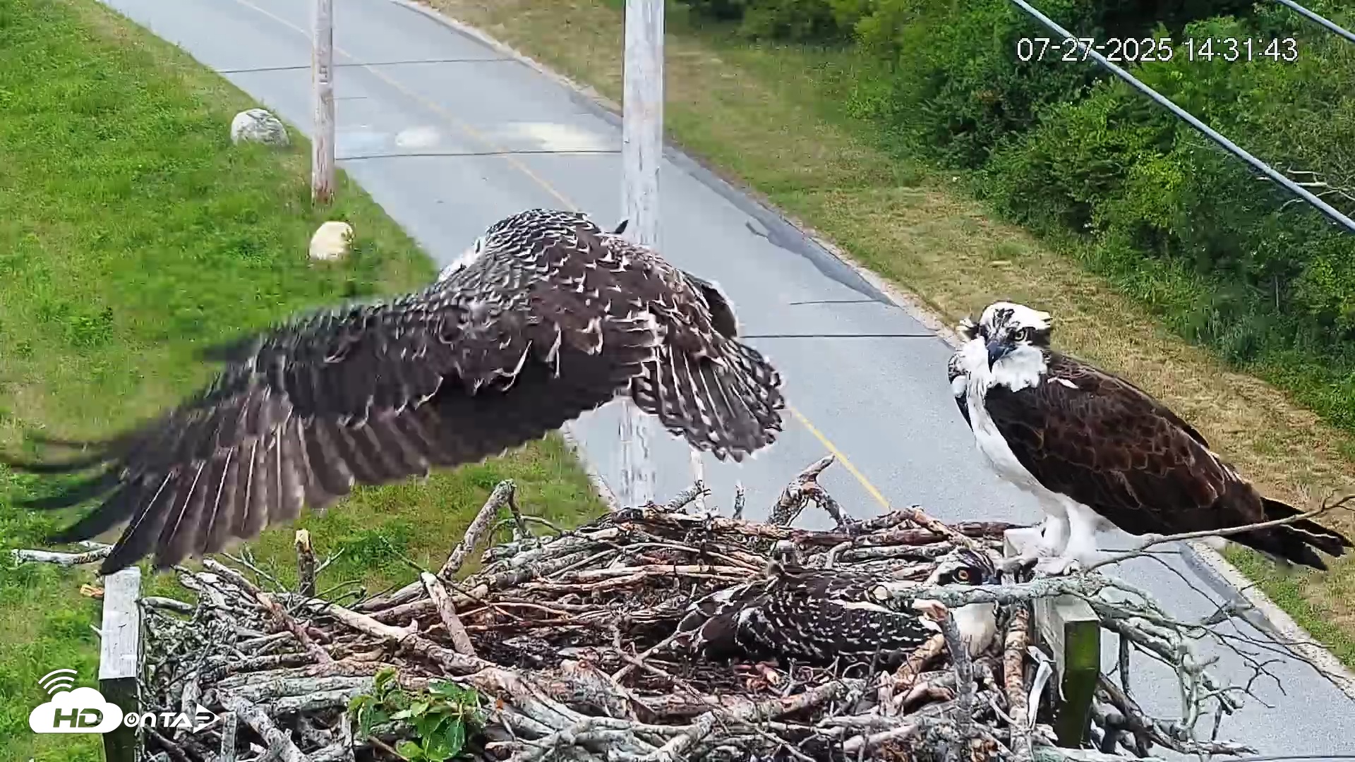 Snapshot of Fishers Island Middle Farms Ospreys Live Webcam taken Jul 27, 2025, 3:20pm EDT