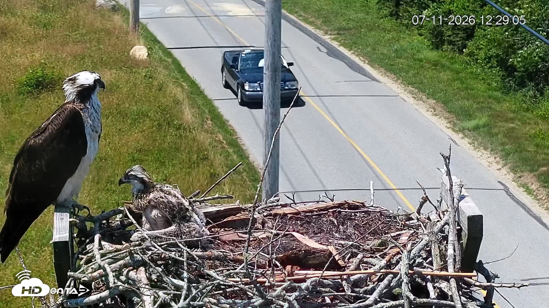 Snapshot of Fishers Island Middle Farms Ospreys Live Webcam taken Jul 11, 2026, 12:29pm EDT